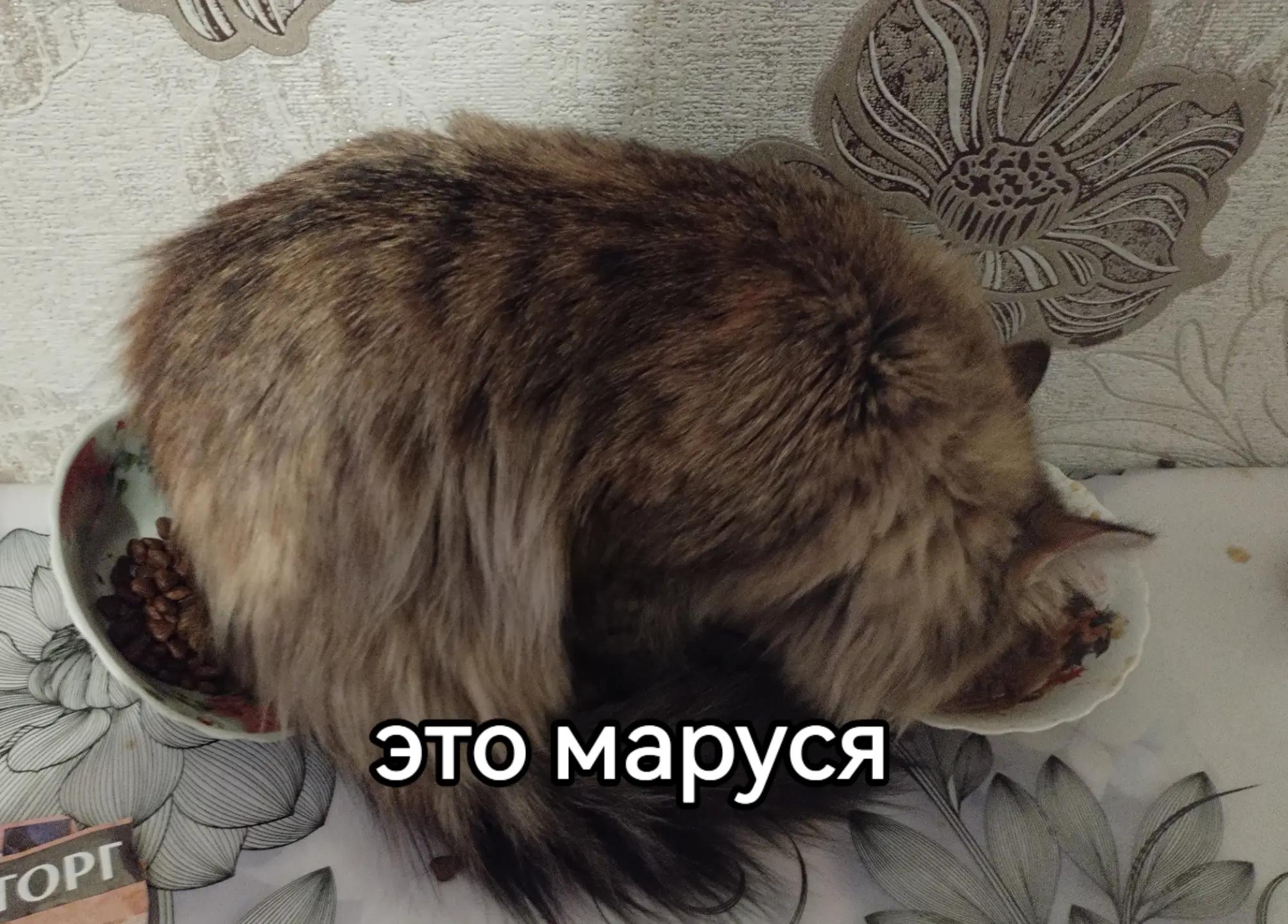 @Noyan