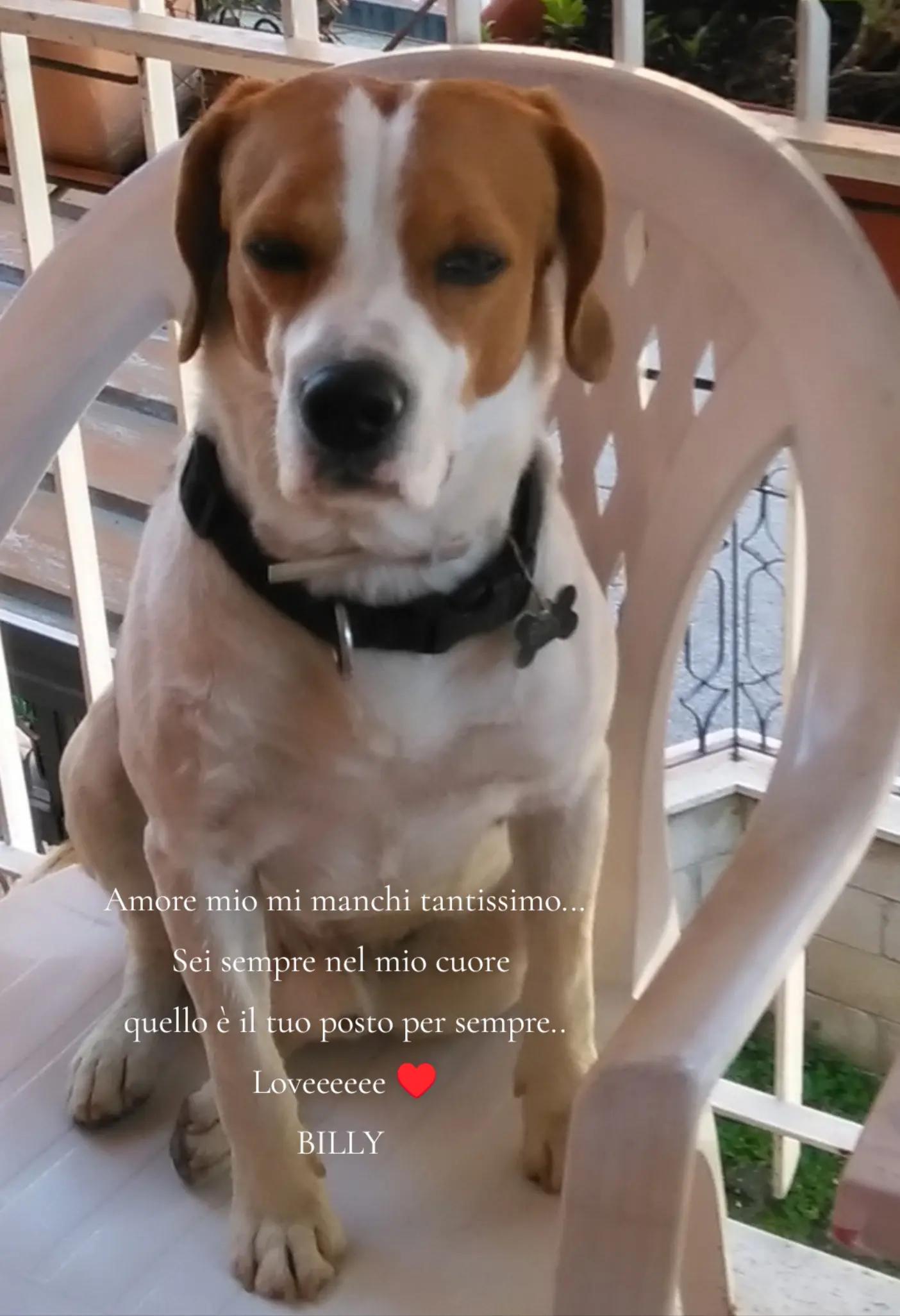 @Rossana♥️Billy❤️ Léon❤️