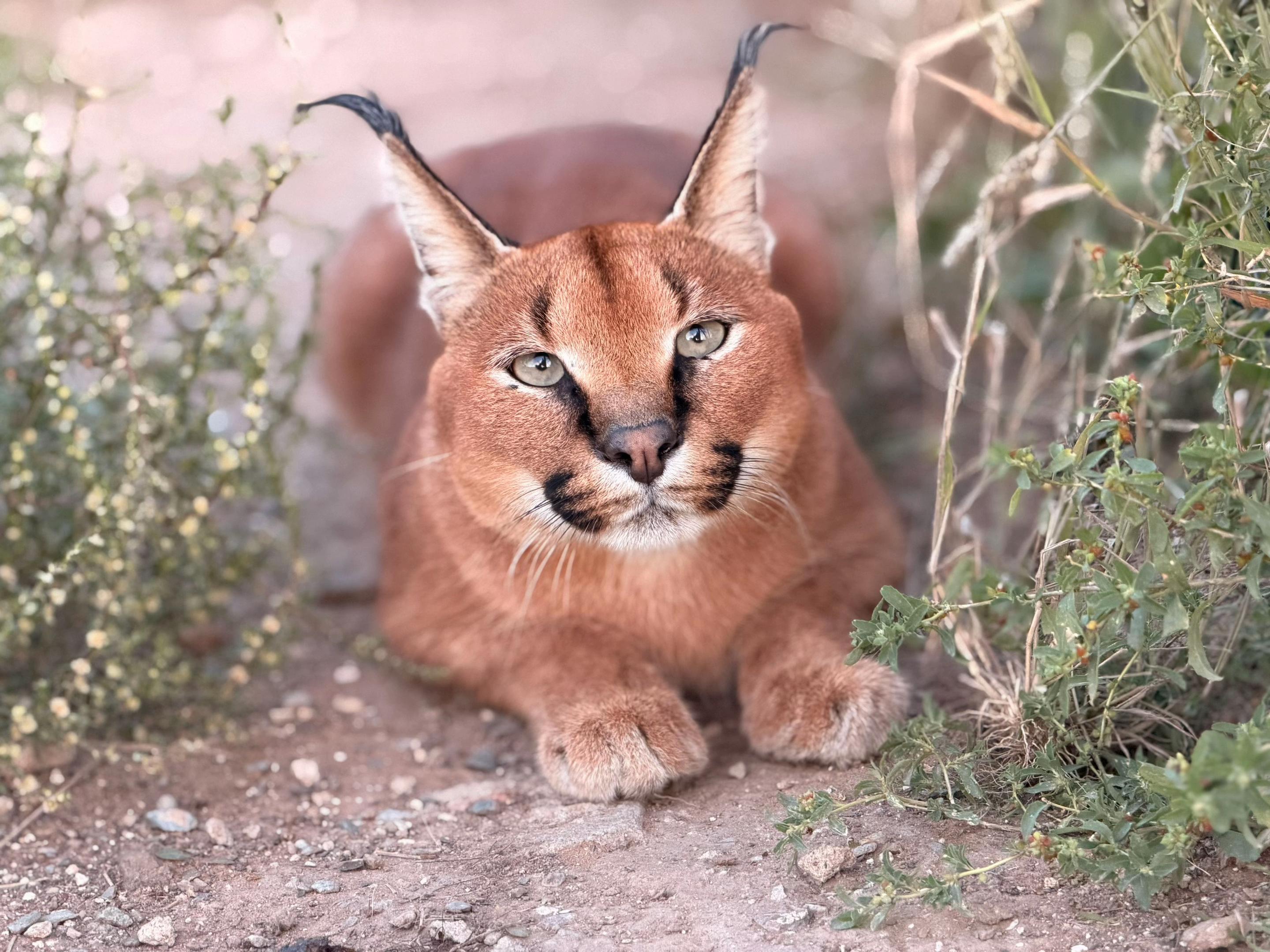 @Felidae Centre
