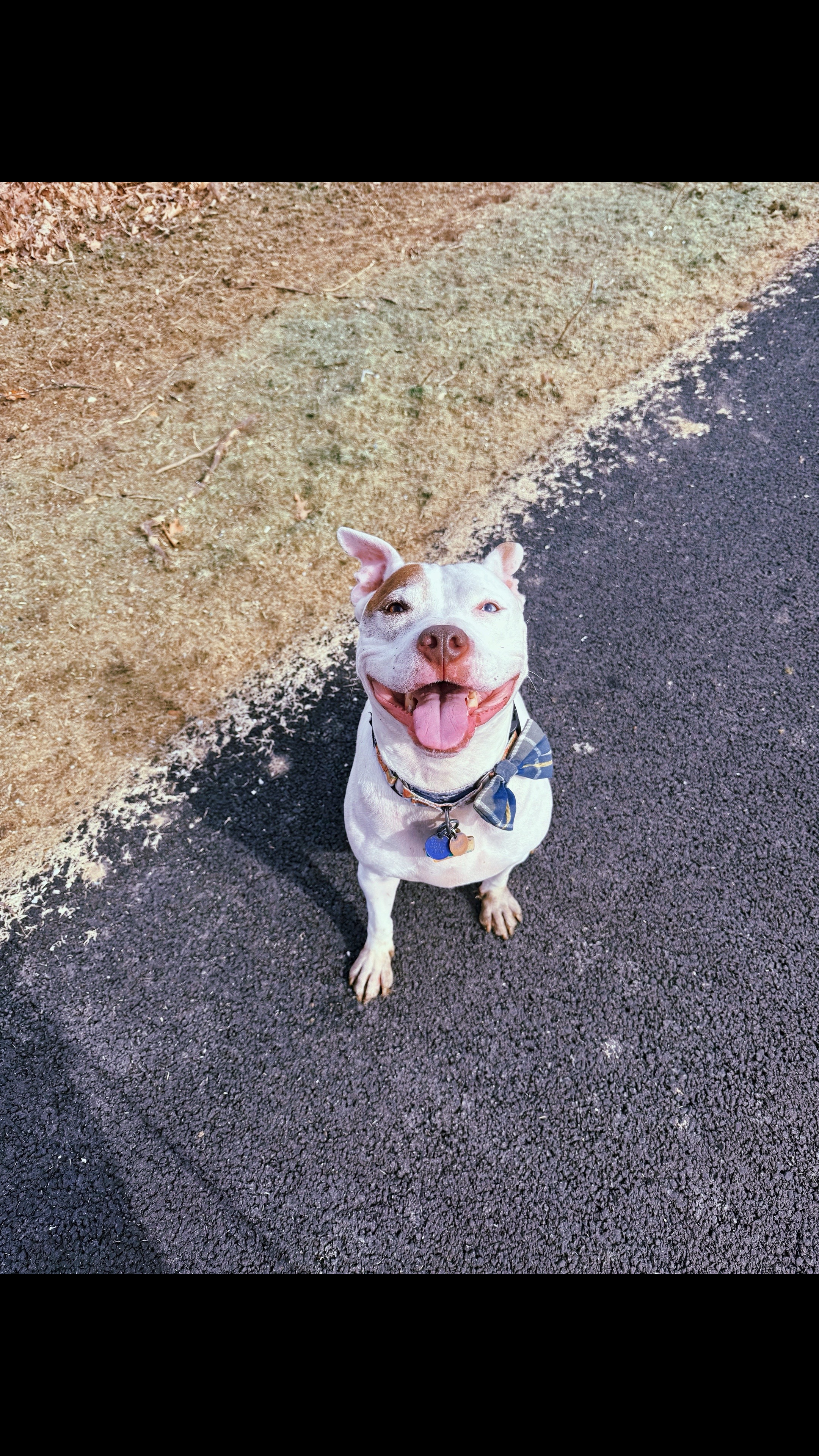 @Chewy the pitbull