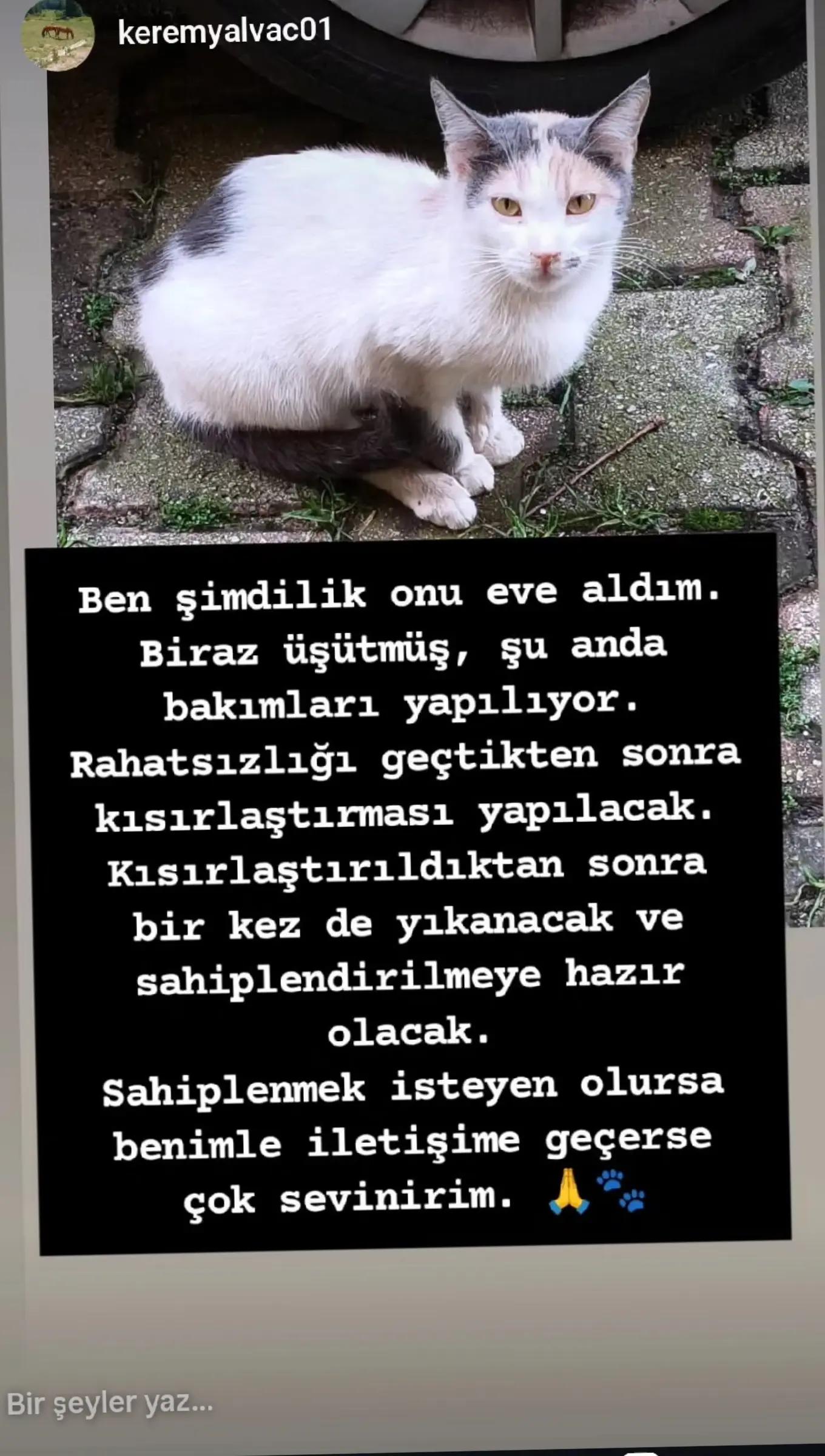 @GülsheN