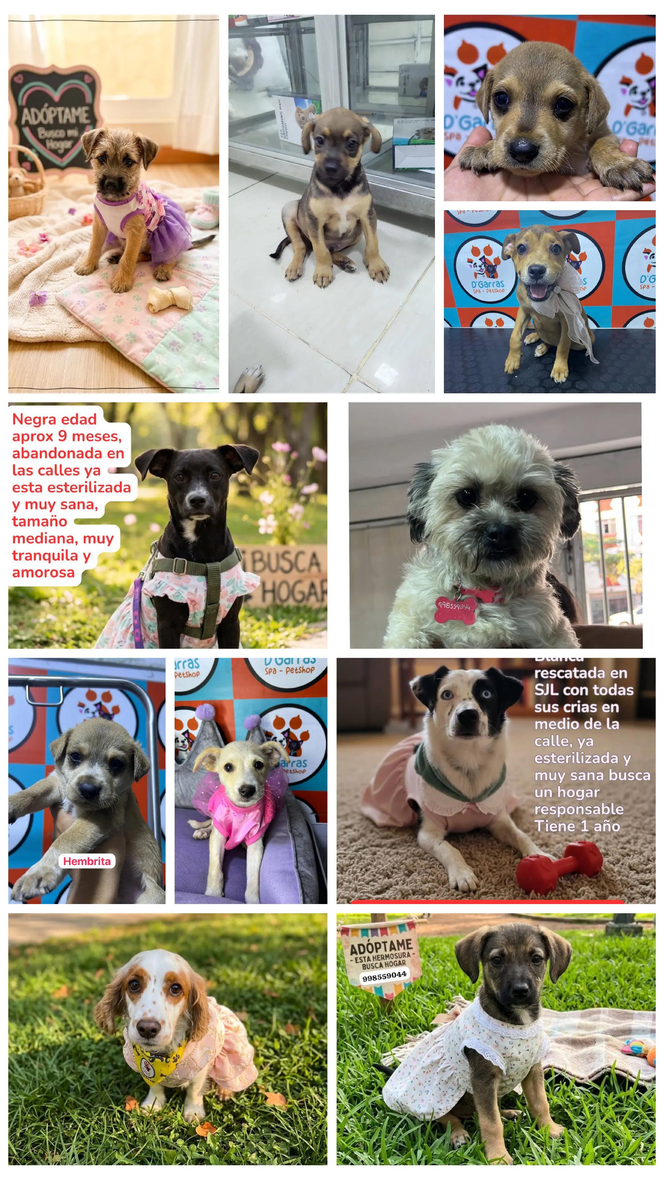 @Perritos Voladores