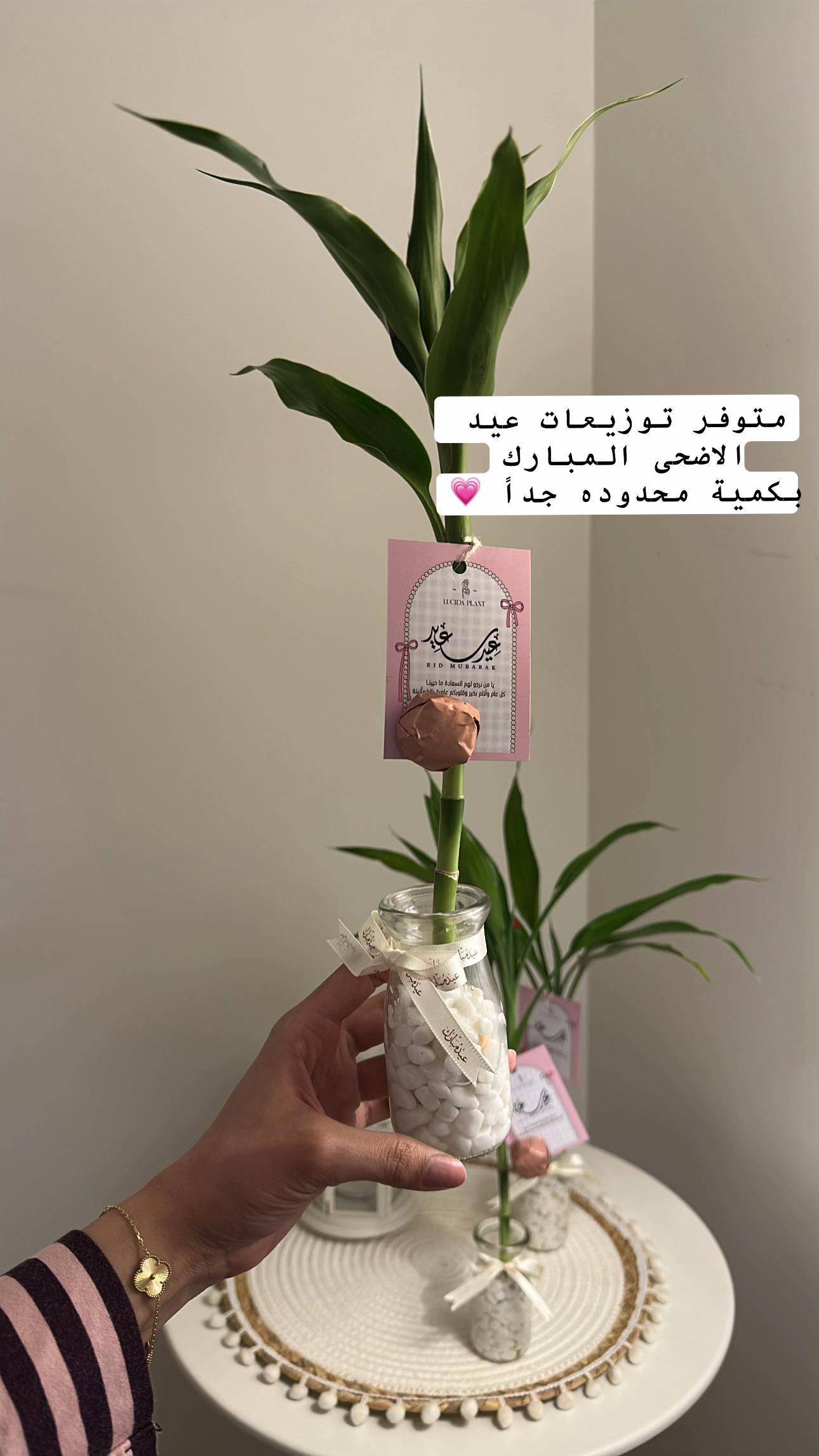 @لوسيـدا-الباحة🪴