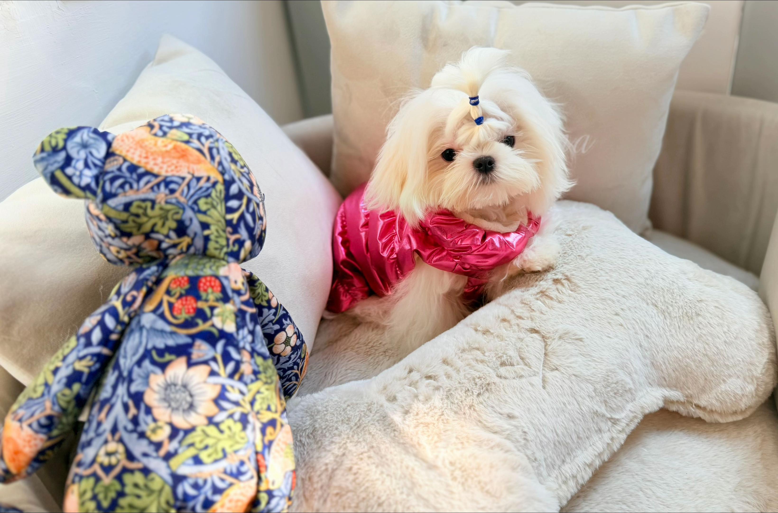 @Bambelina Maltese