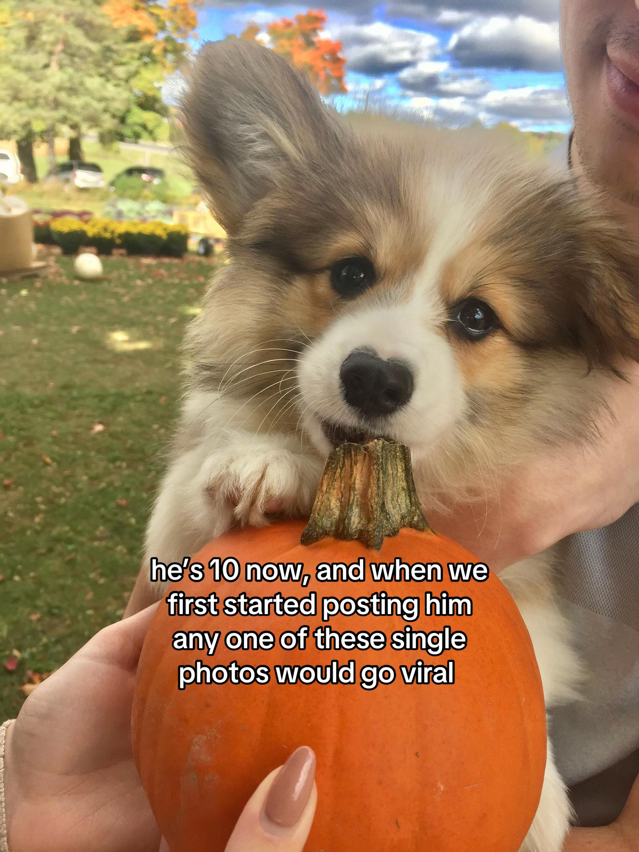 @hudsonthefluffycorgi