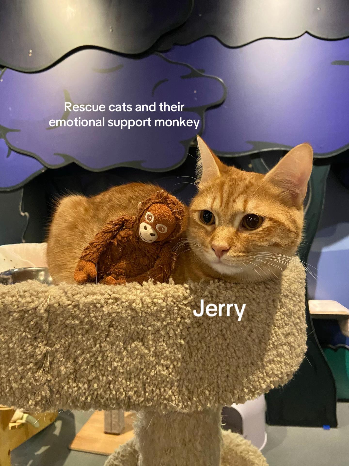 @Catoro Cat Cafe
