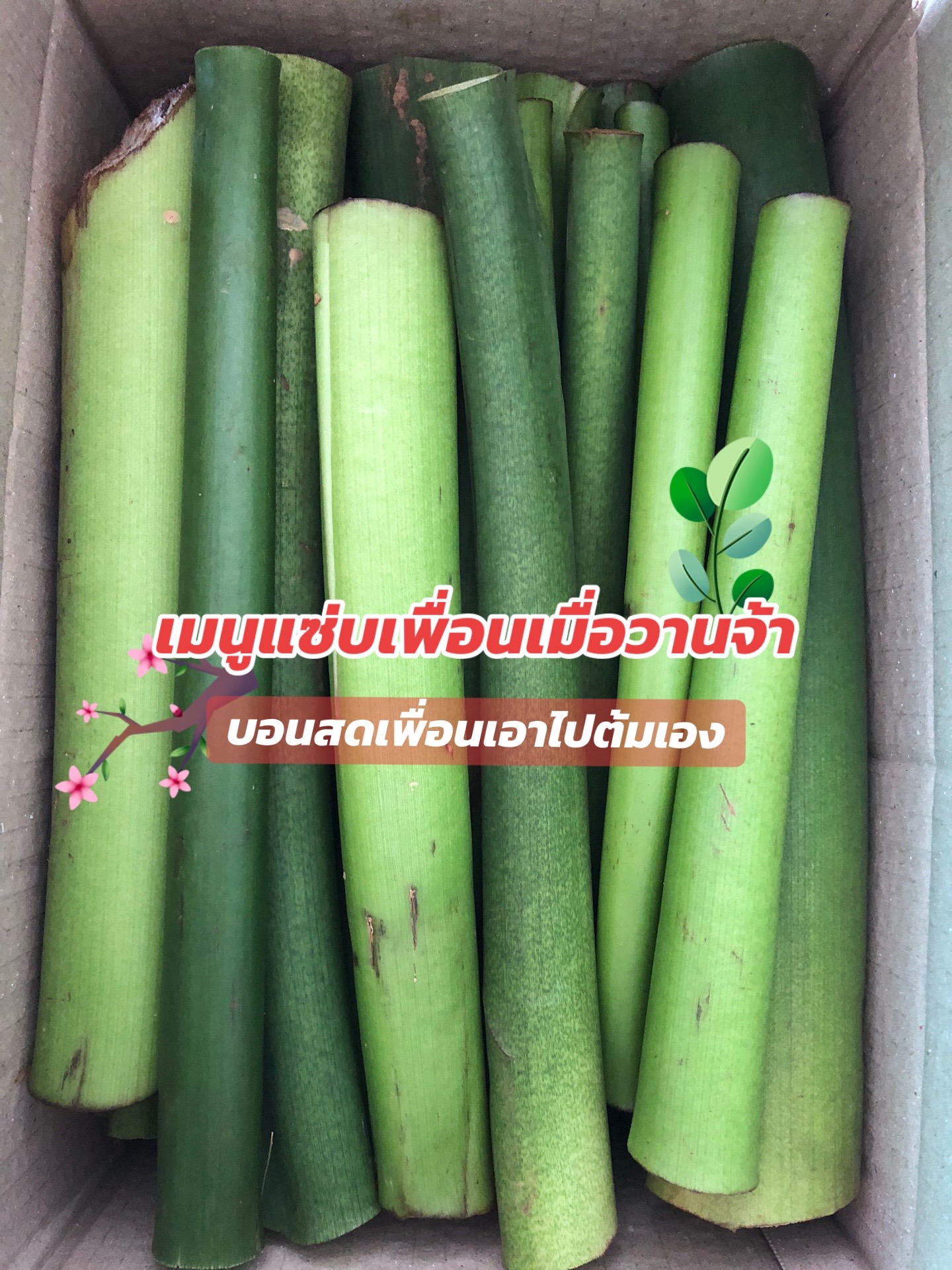 @🌿เจ๊ต่าย ขายผักป่าผักบ้าน🌿