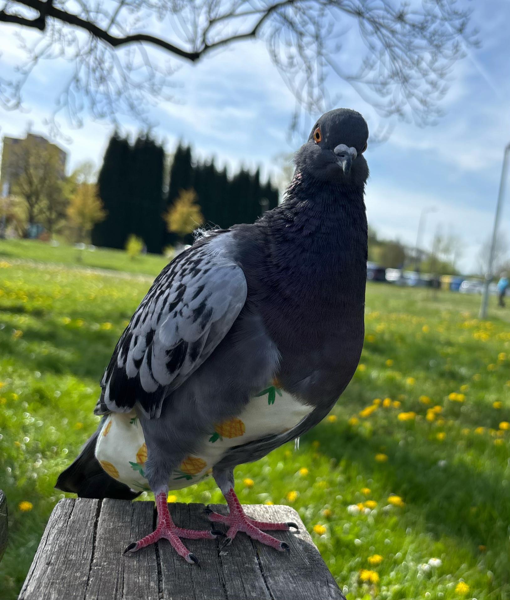 @Pigeon