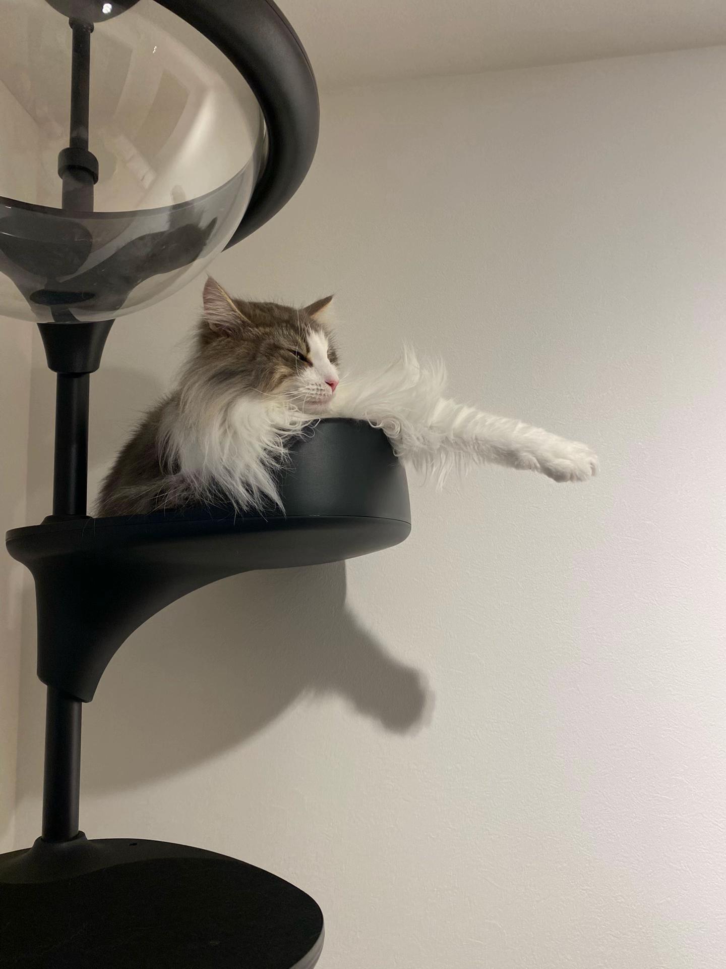 @ねここ様