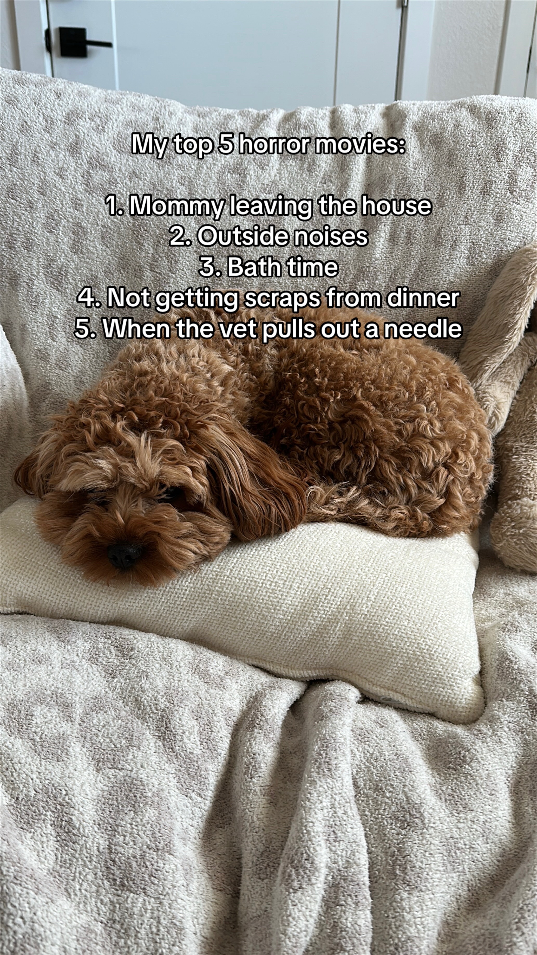 @Leo the Cavapoo
