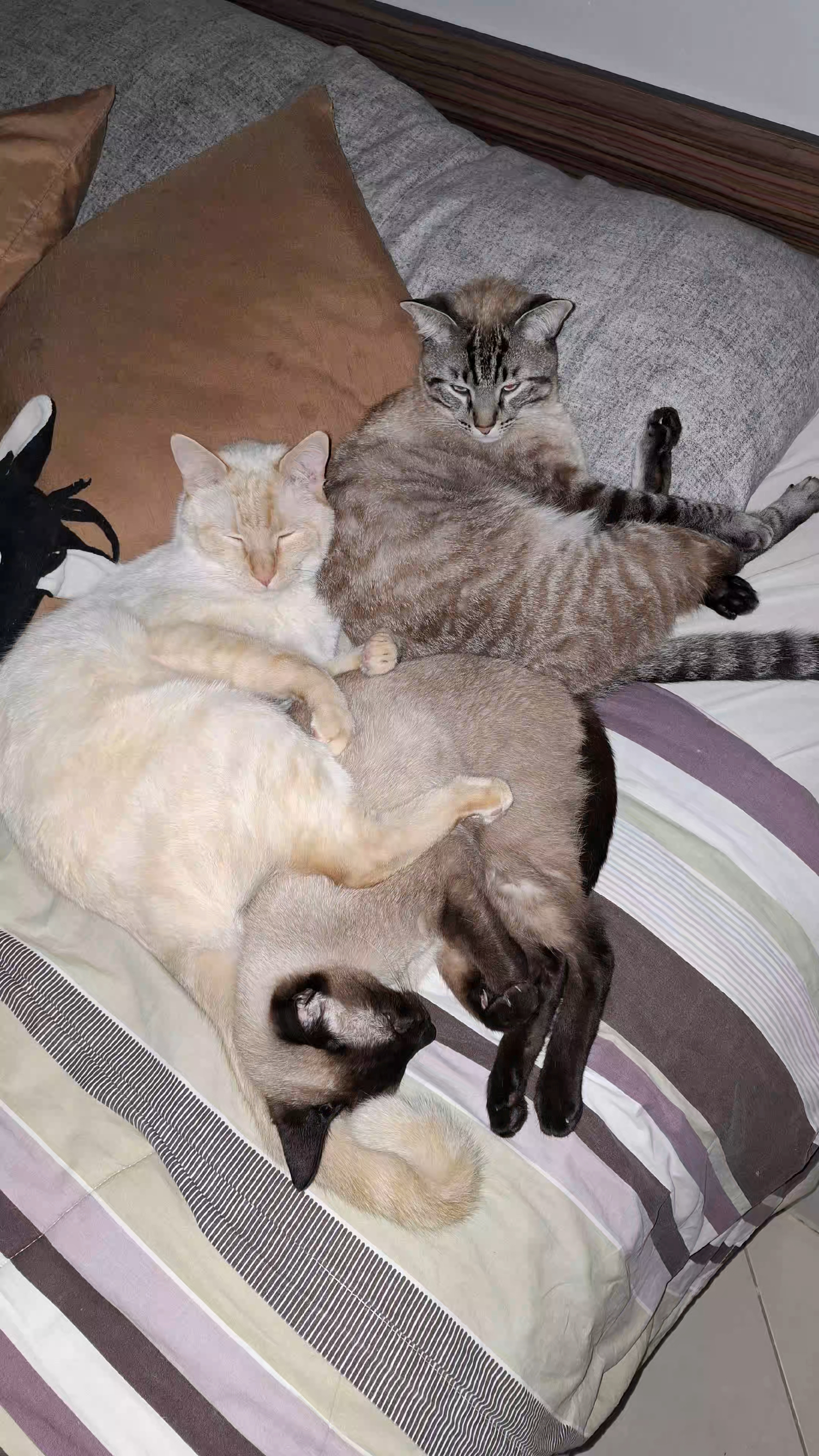 @💤💤