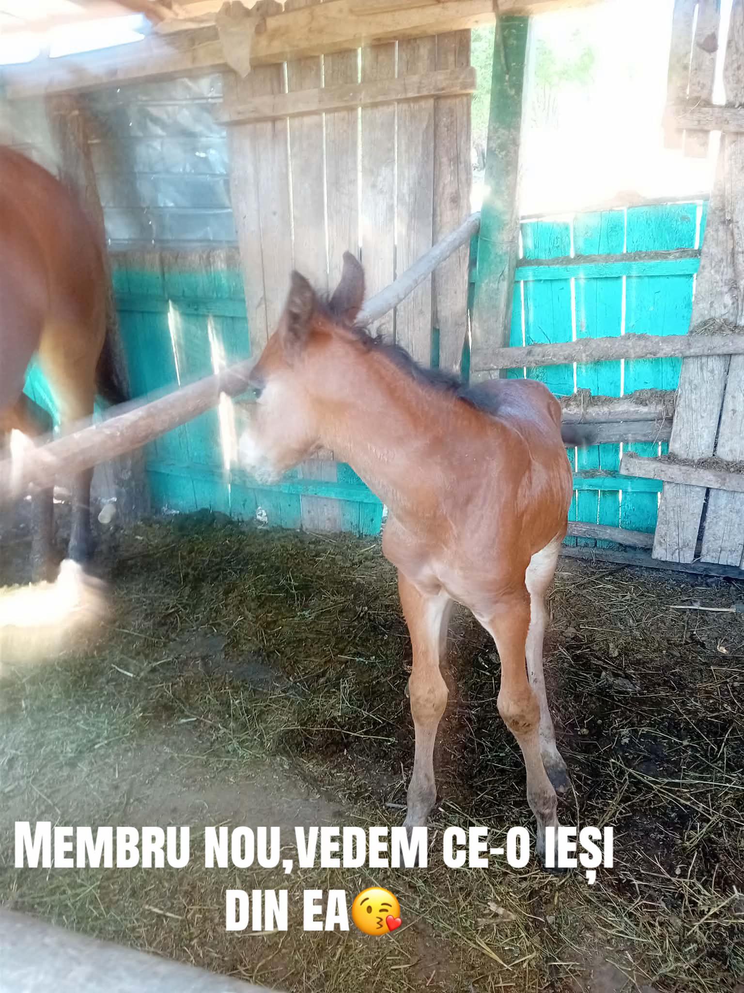 @Vlăduț💲