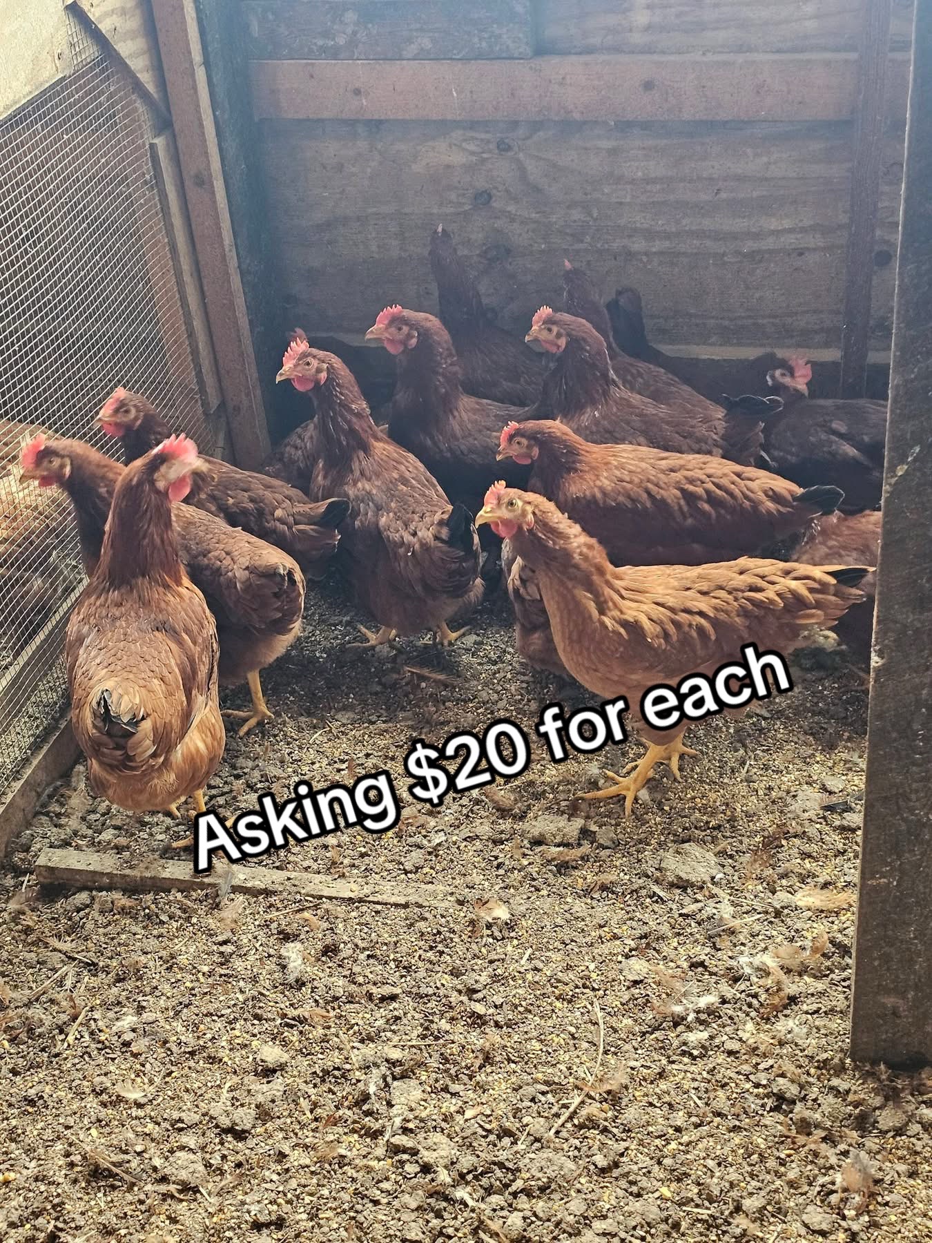 @Matthew’s Feathered Farm