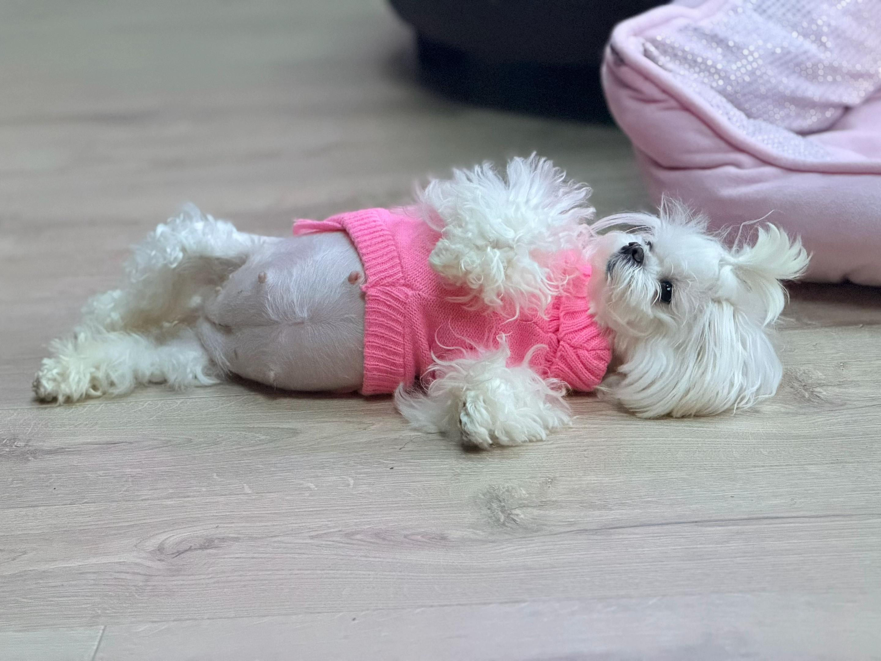 @Bambelina Maltese