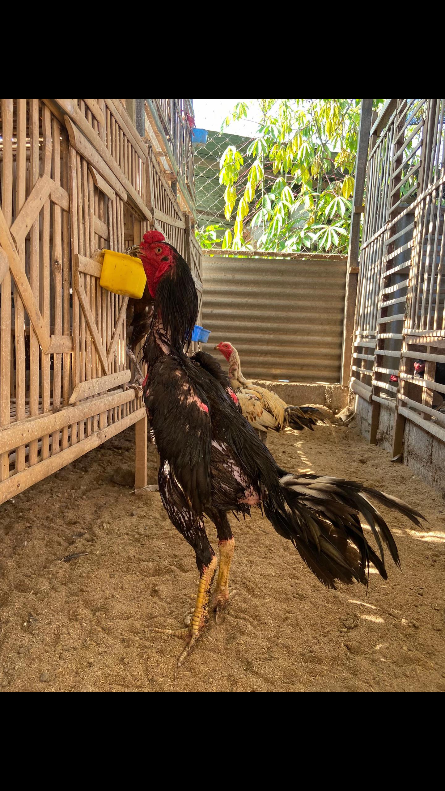 @dana pelajar