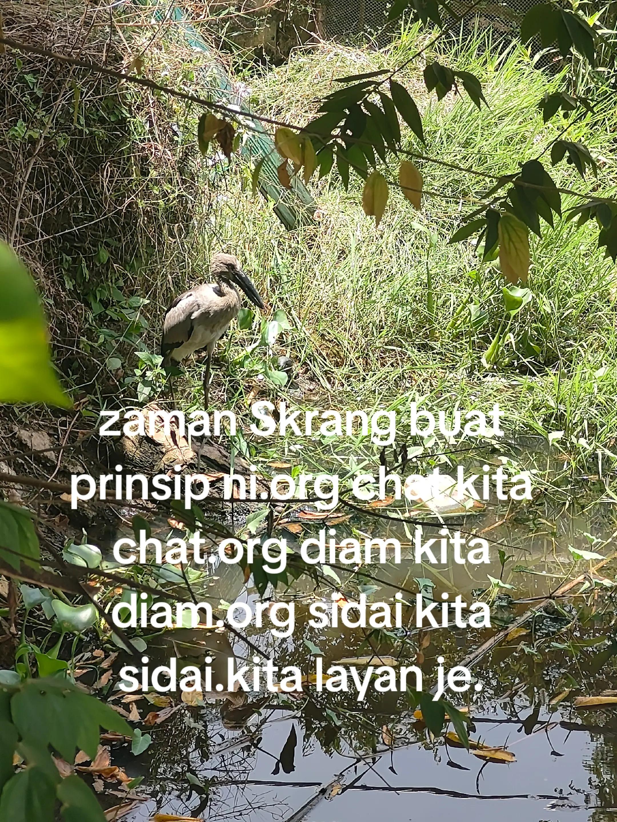 @Zaii Mahh