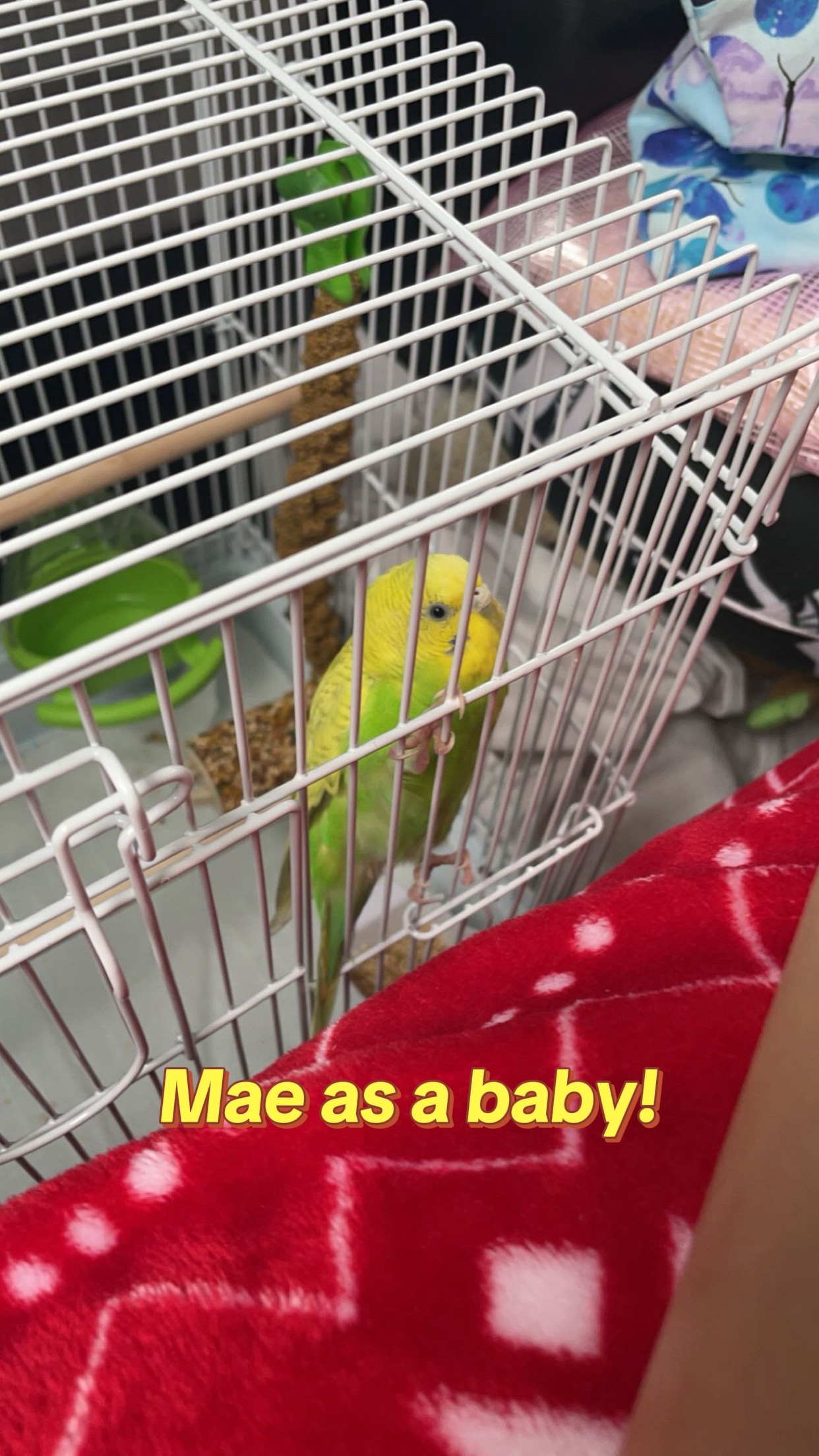 @The budgie trio