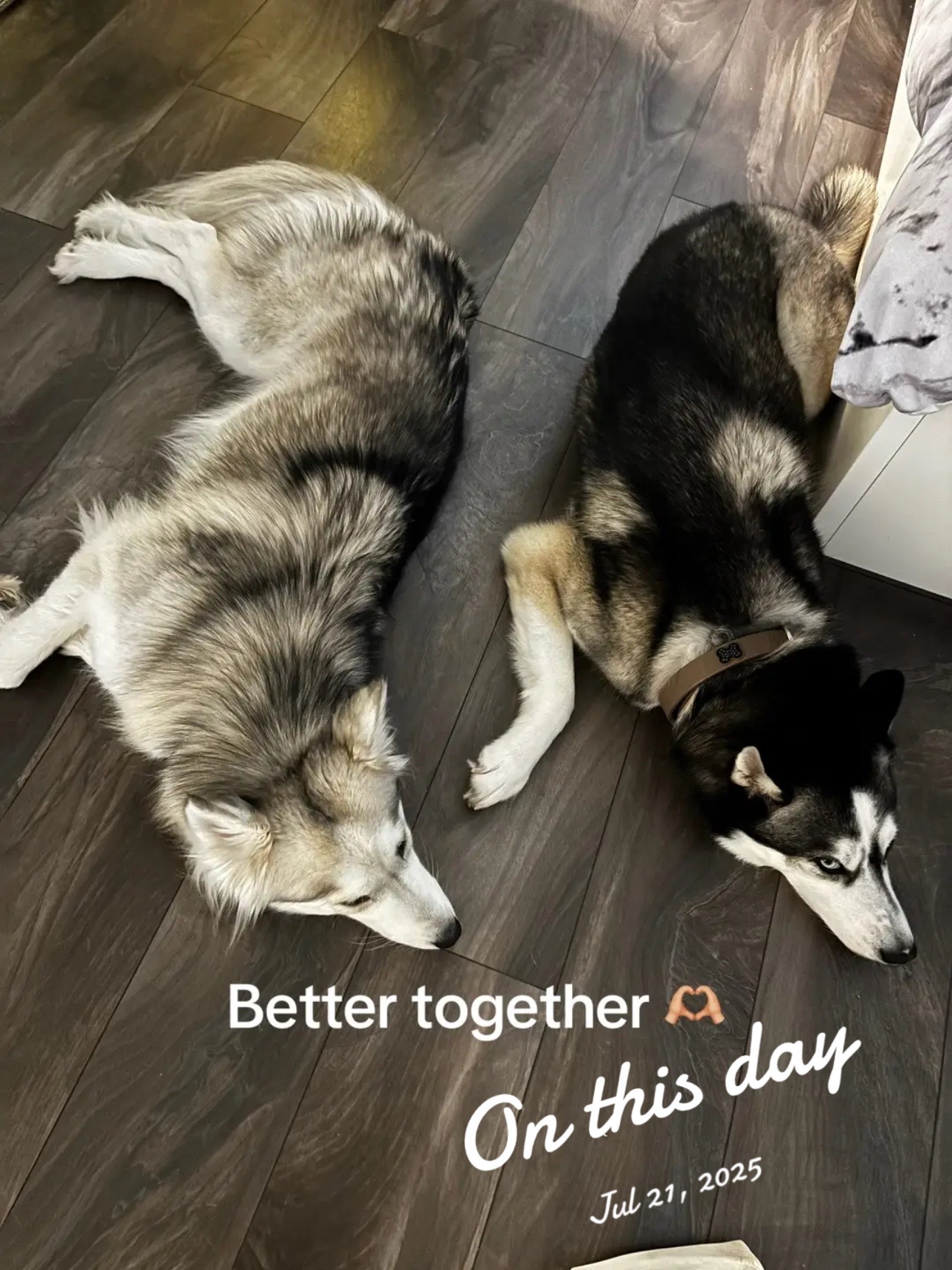@lifewith2huskies