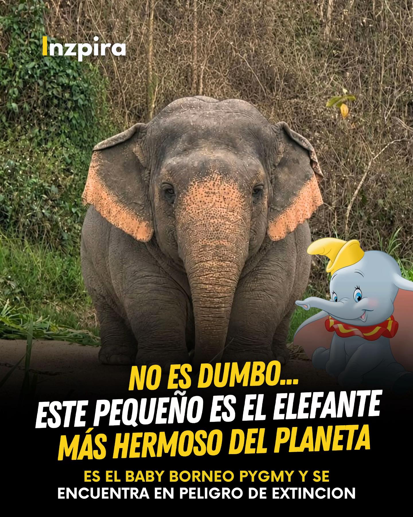 @inzpira.oficial