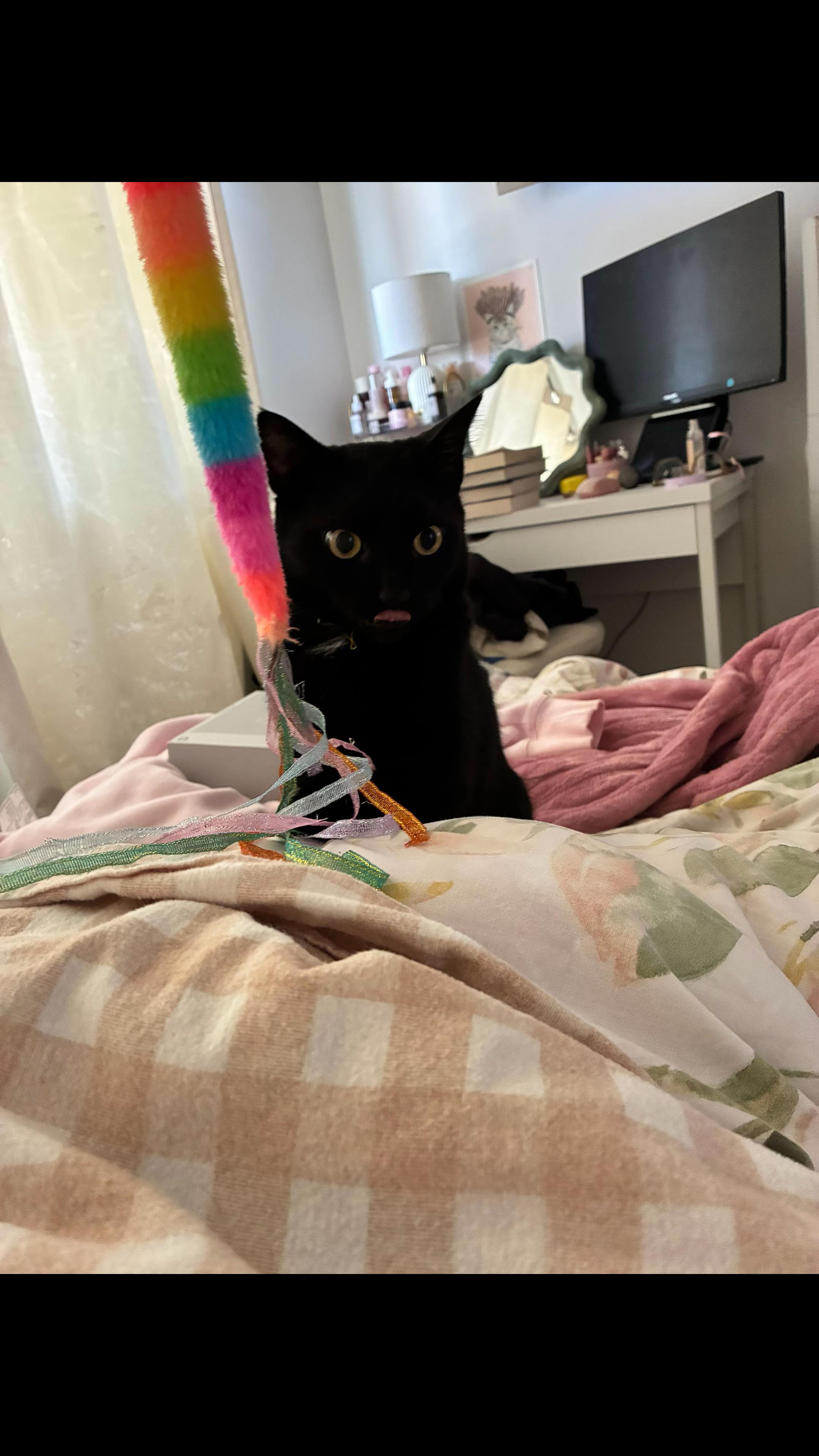@🌧️🌷🐈⬛