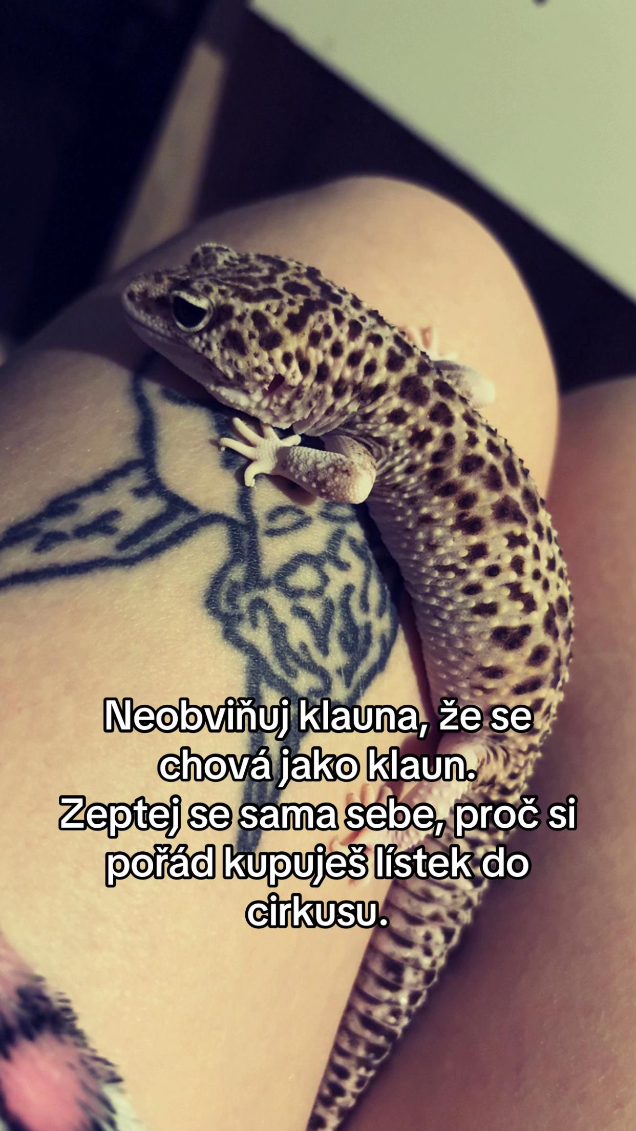 @_kubickovic_