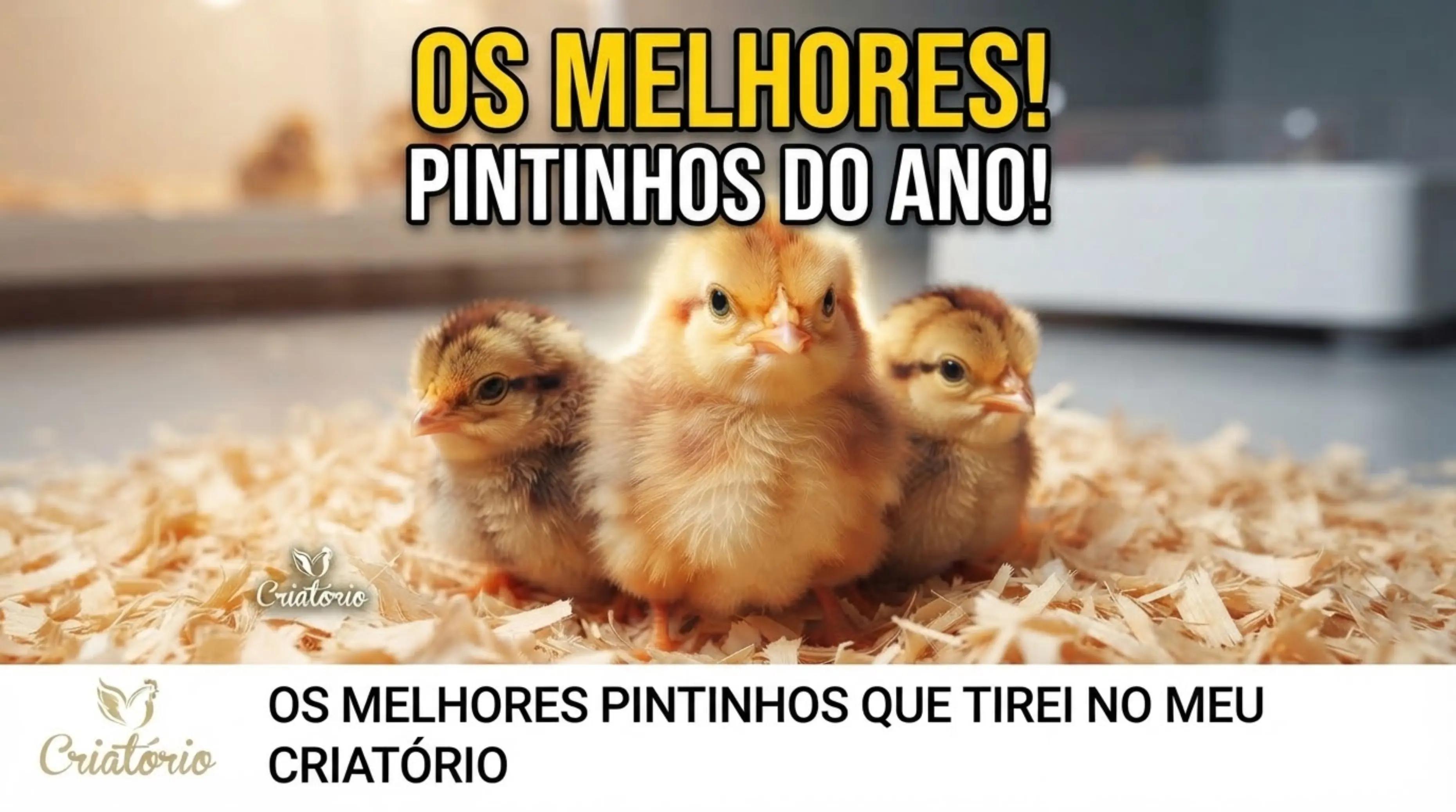 @MUNDO CAIPIRA MIRANDA