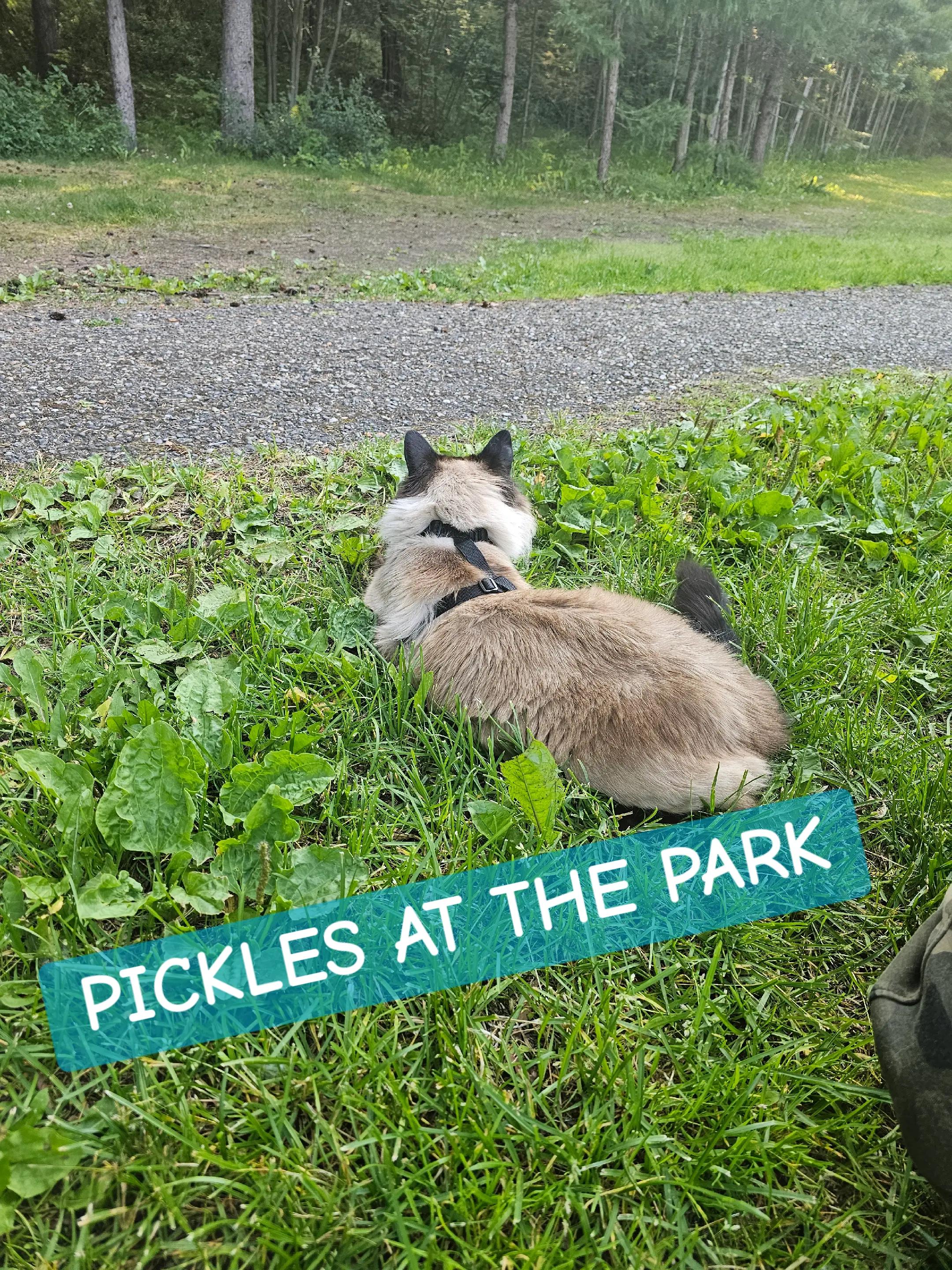 @PicklesTheCat2