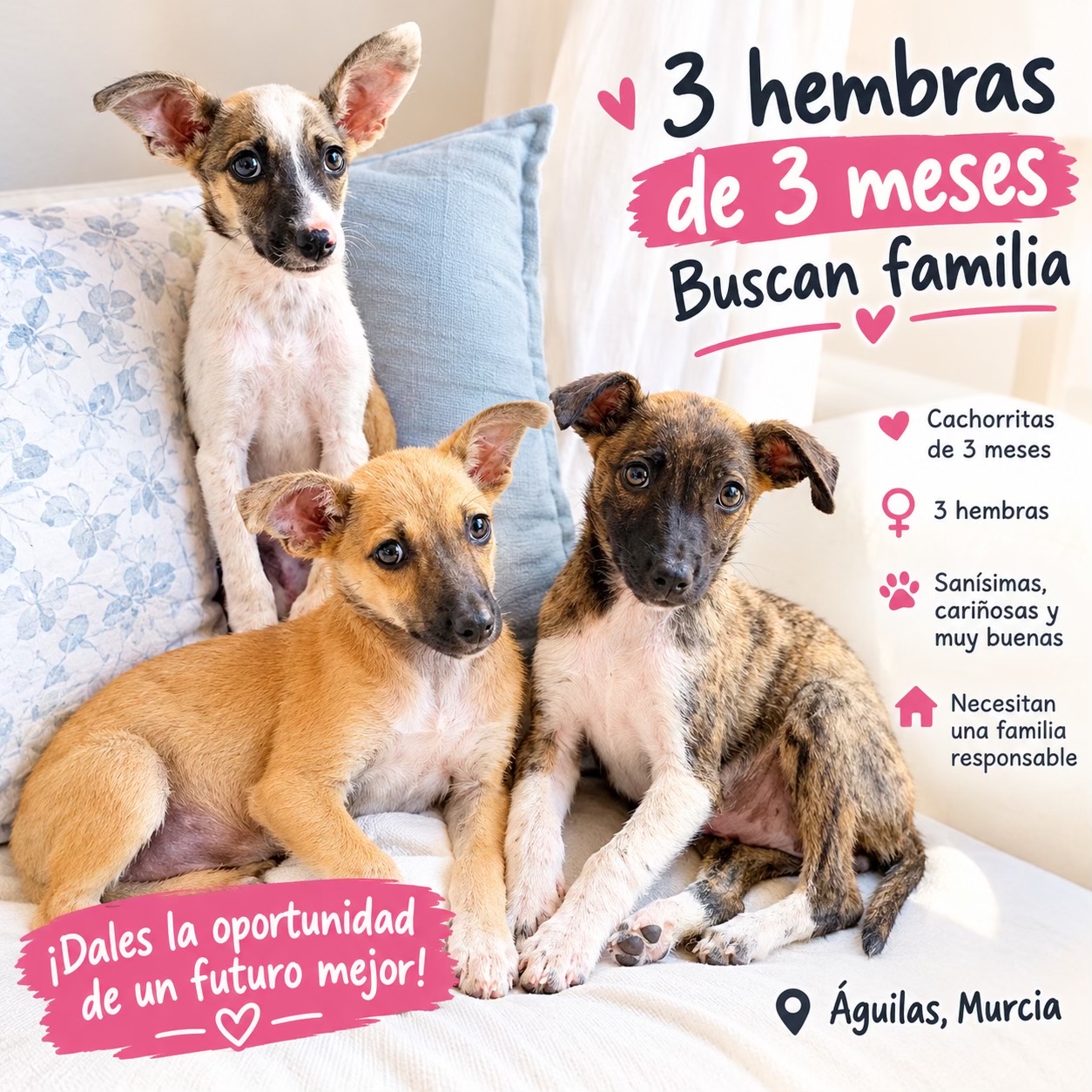 @aguiproan_protectora