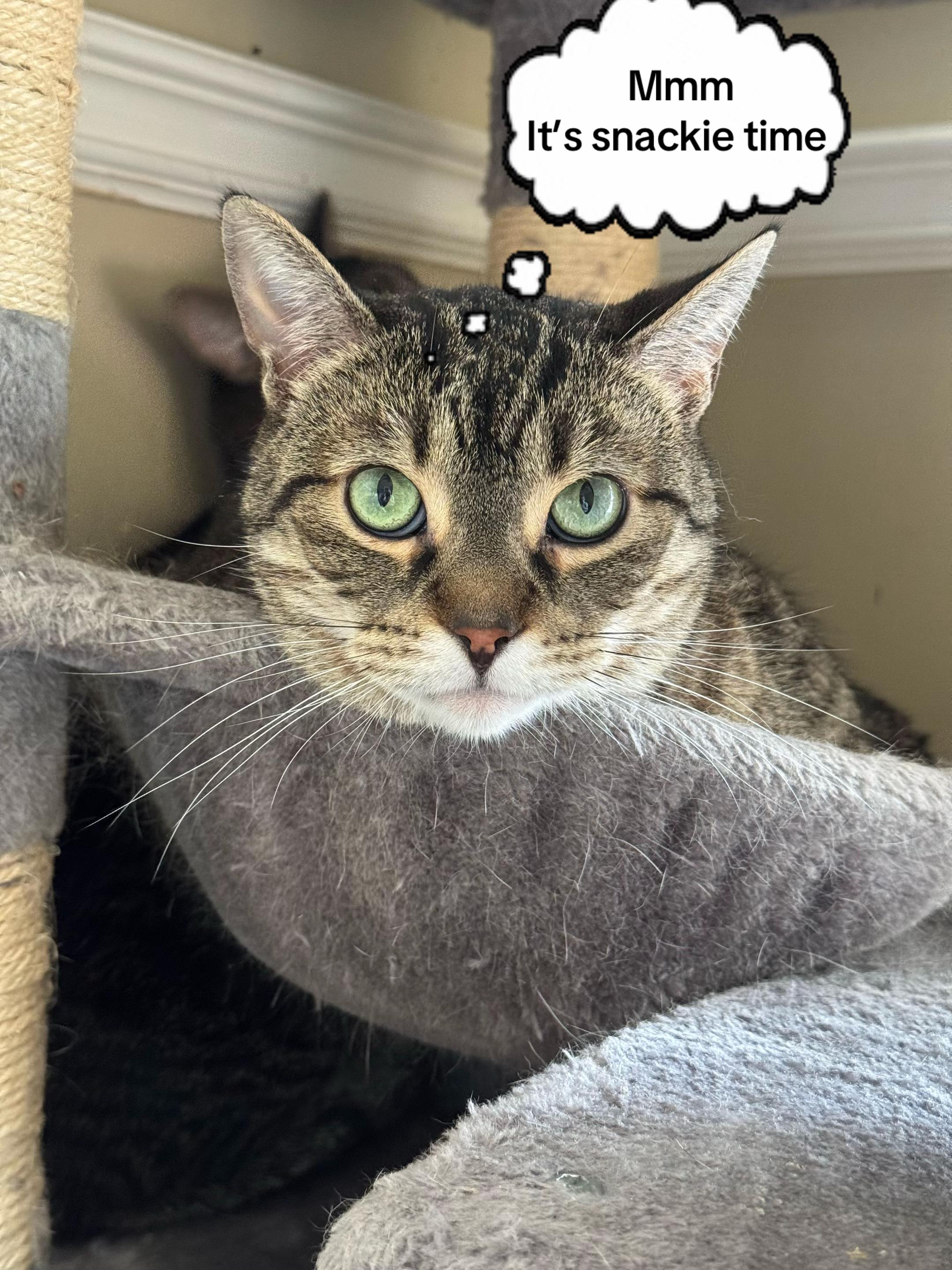 @North Toronto Cat Rescue