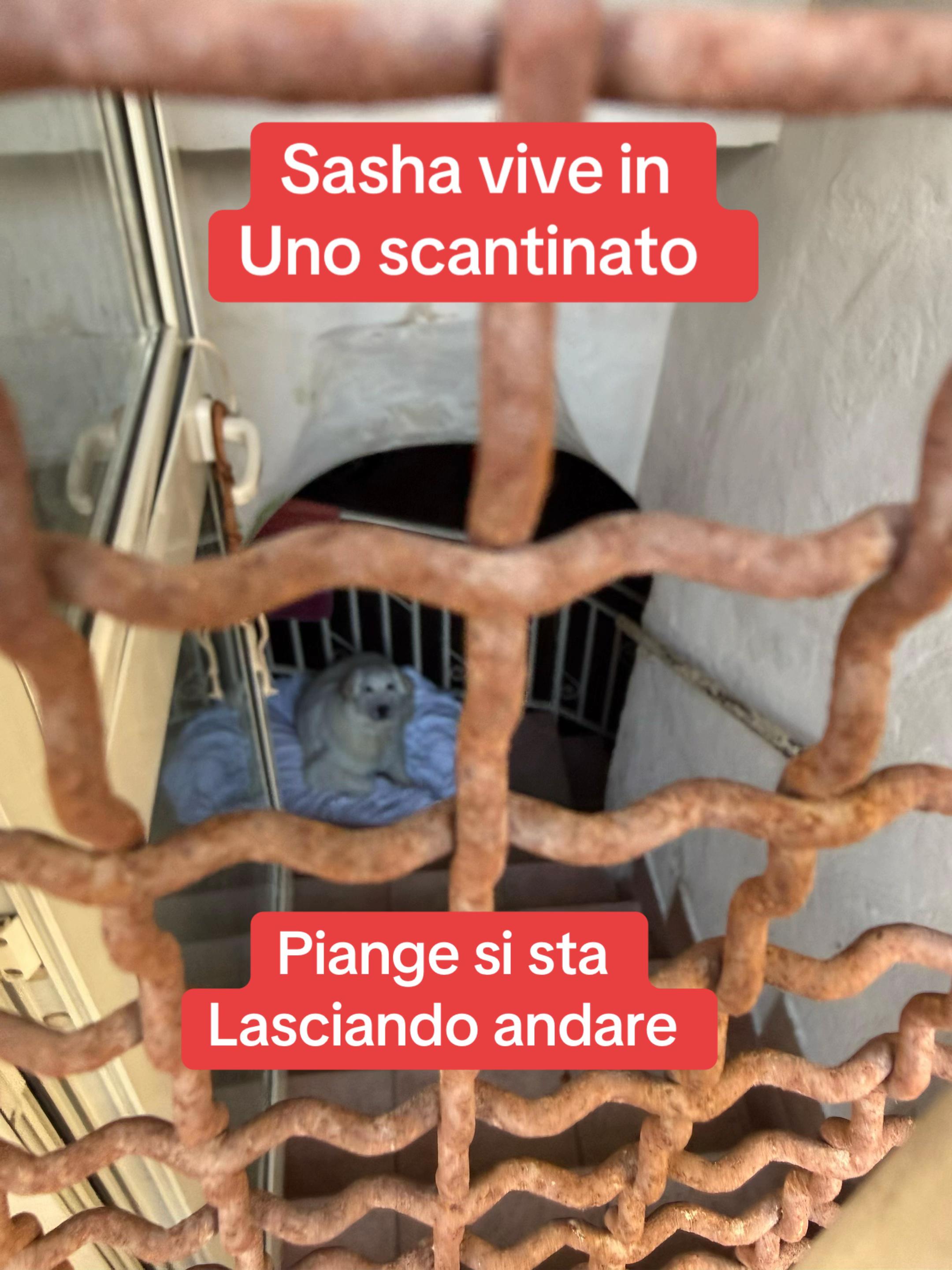 @Solo per amor loro 🐾🐾🐾🐾