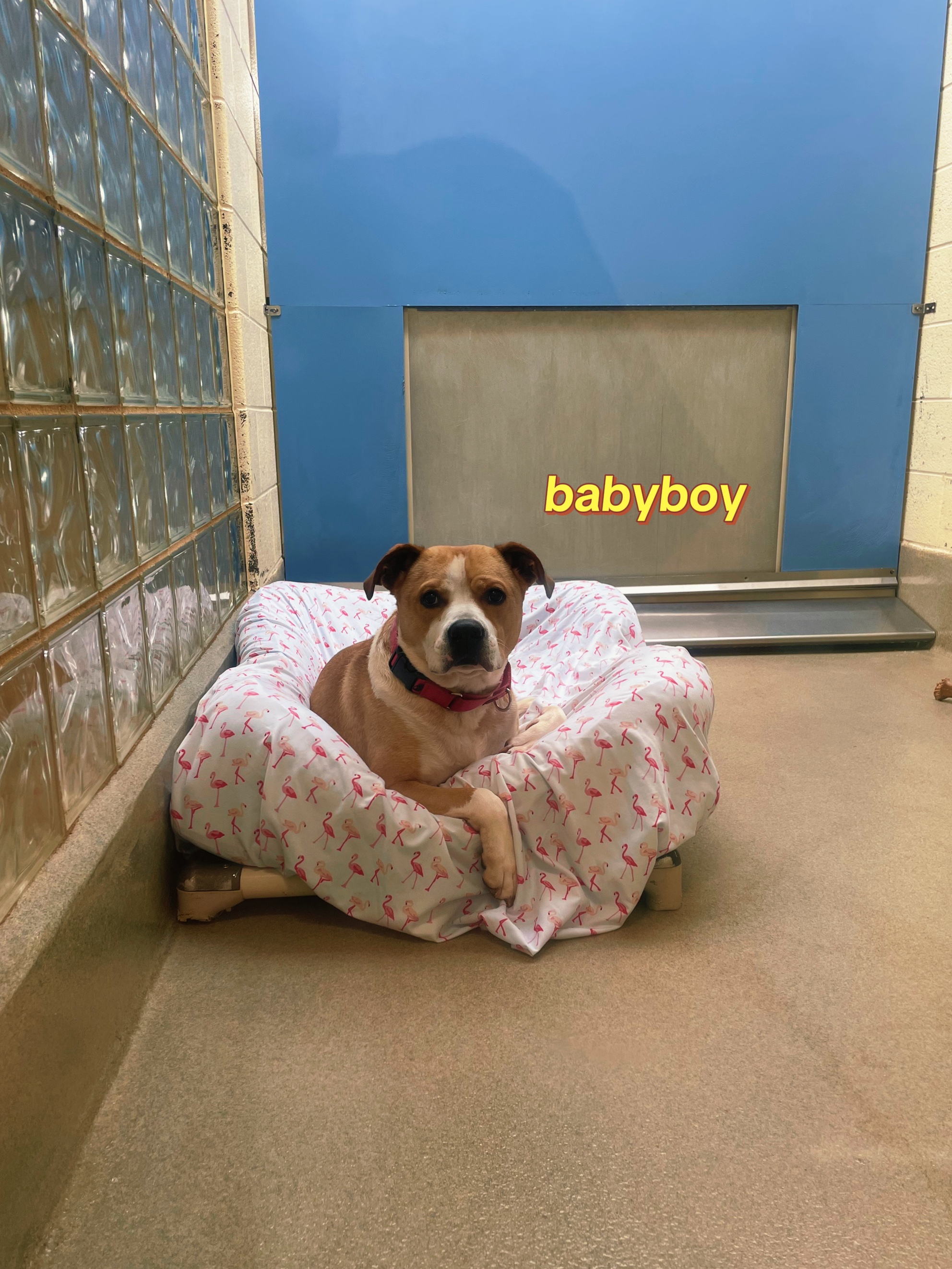 @Lynchburg Humane Society