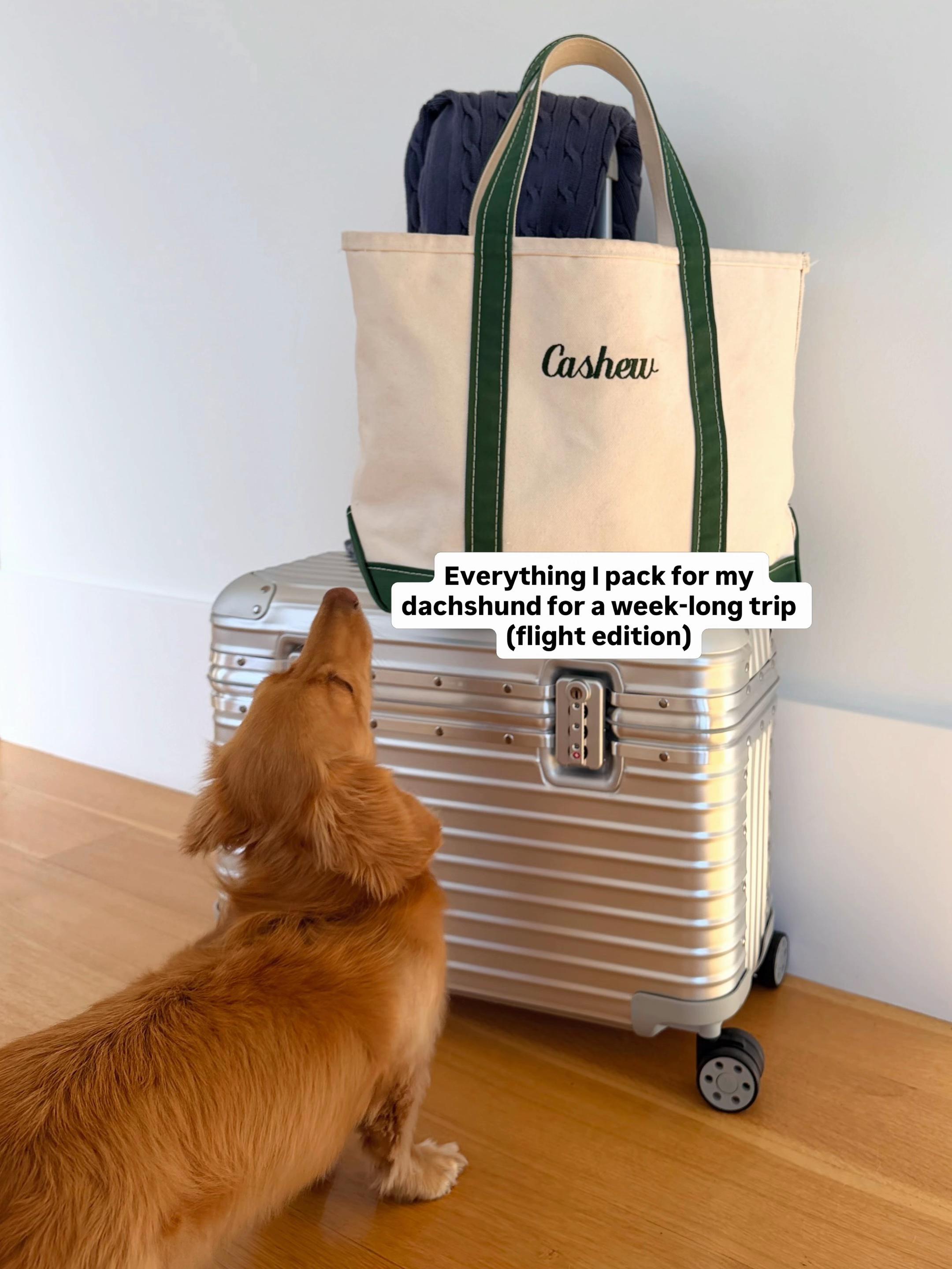 @cashewdachshund