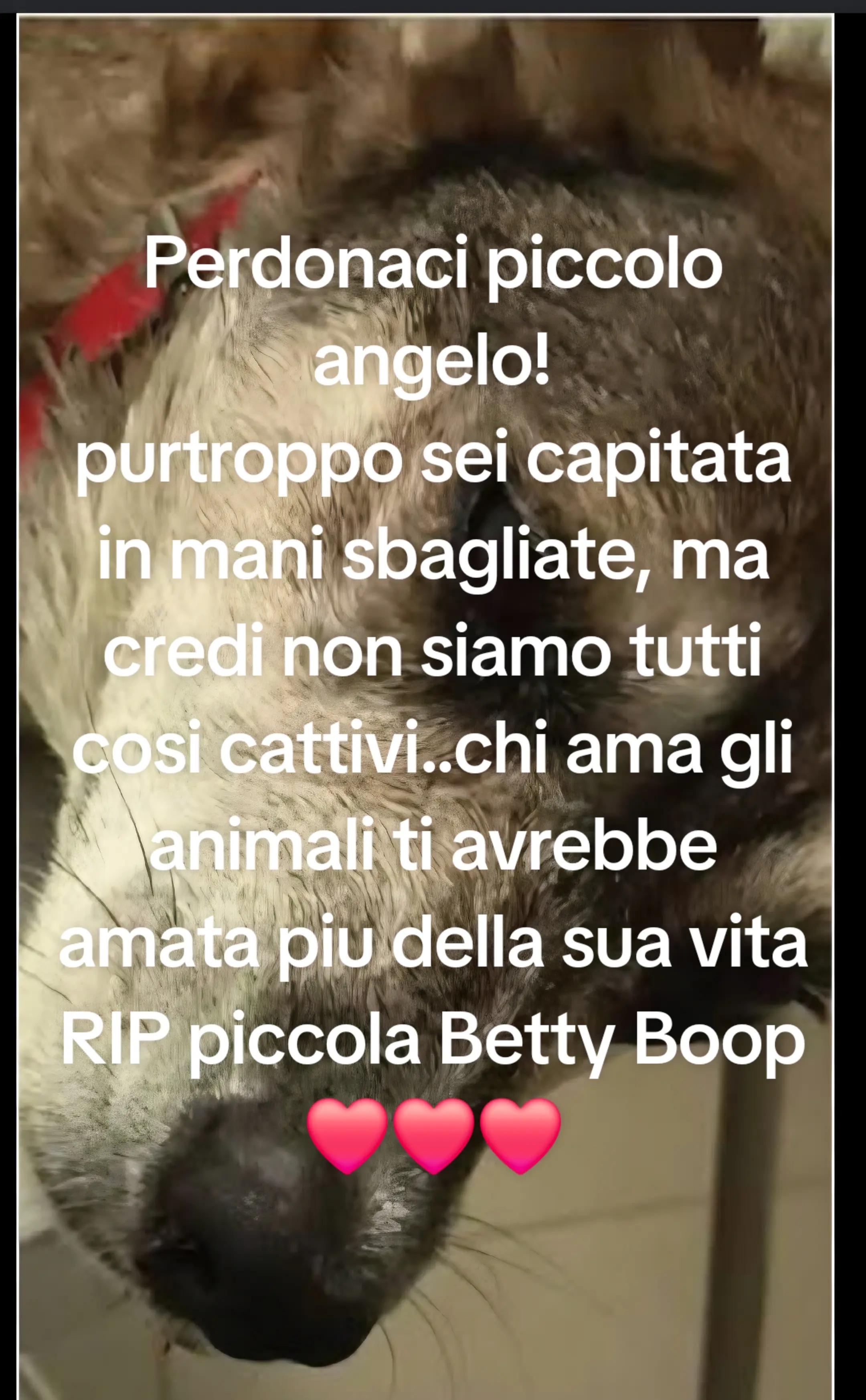 @elisabettasilves6