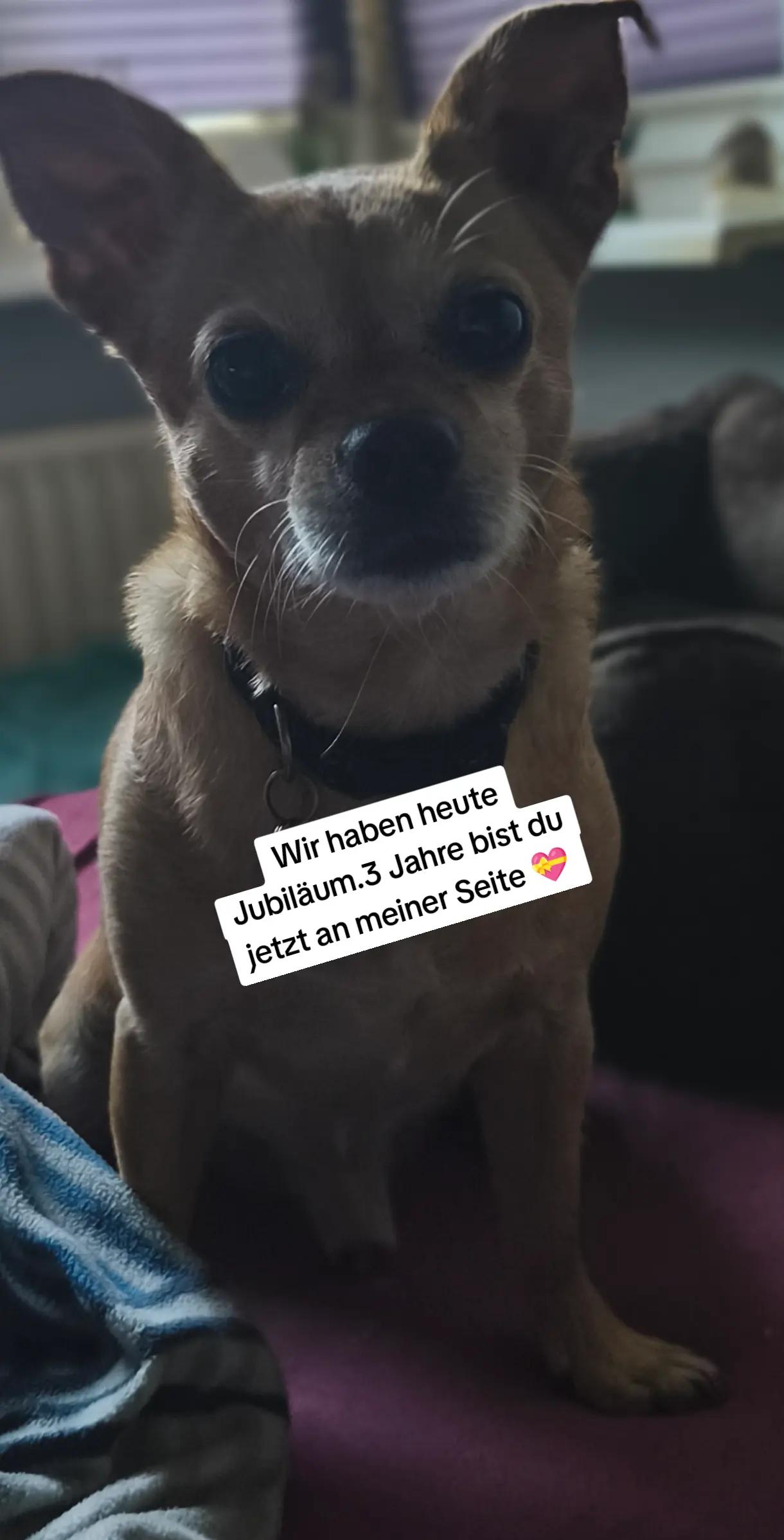 @🏳️🌈Kathi❤️Milow🐕❤️