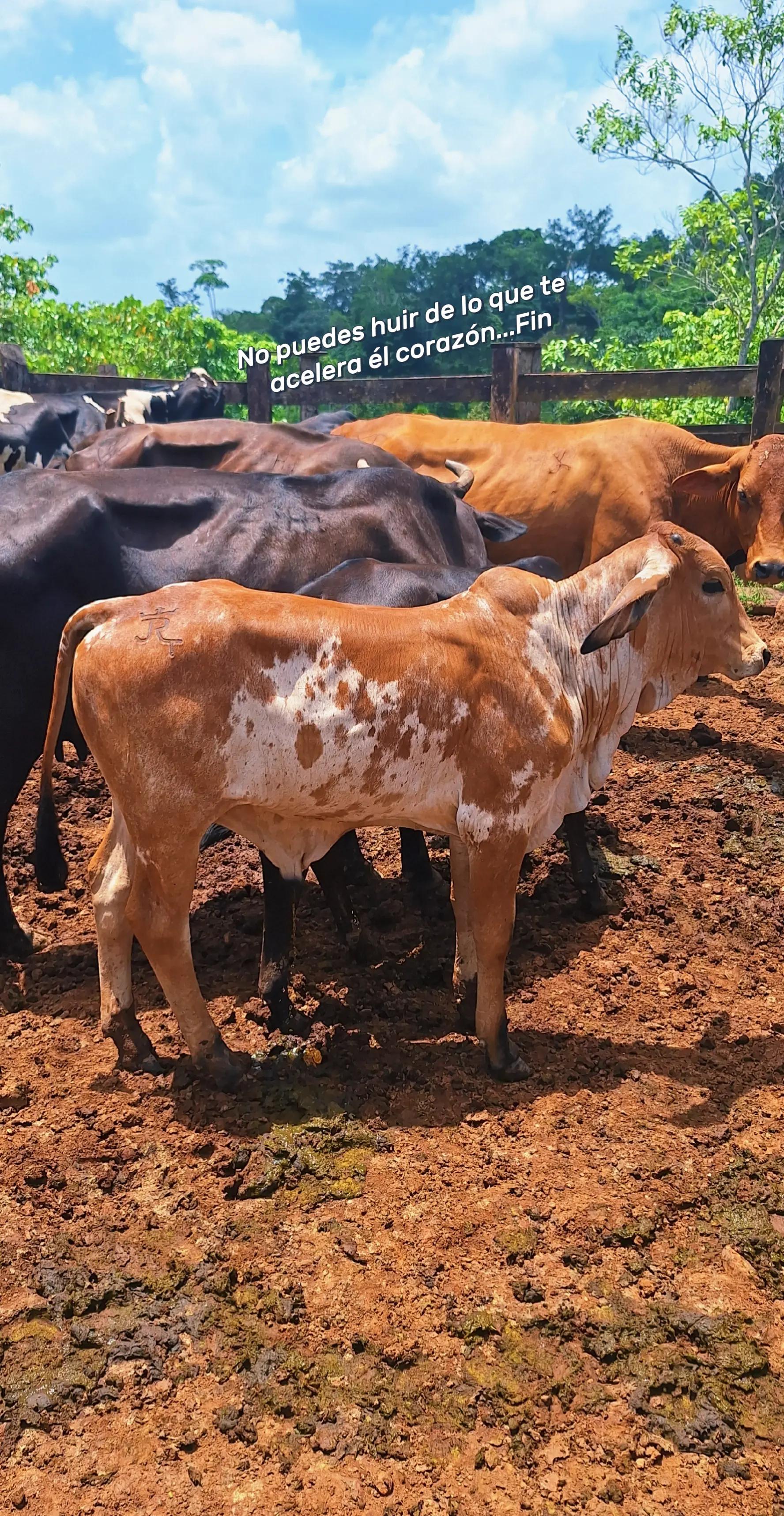 @Řobleto+🐄/Rancho (🐎)+🤠