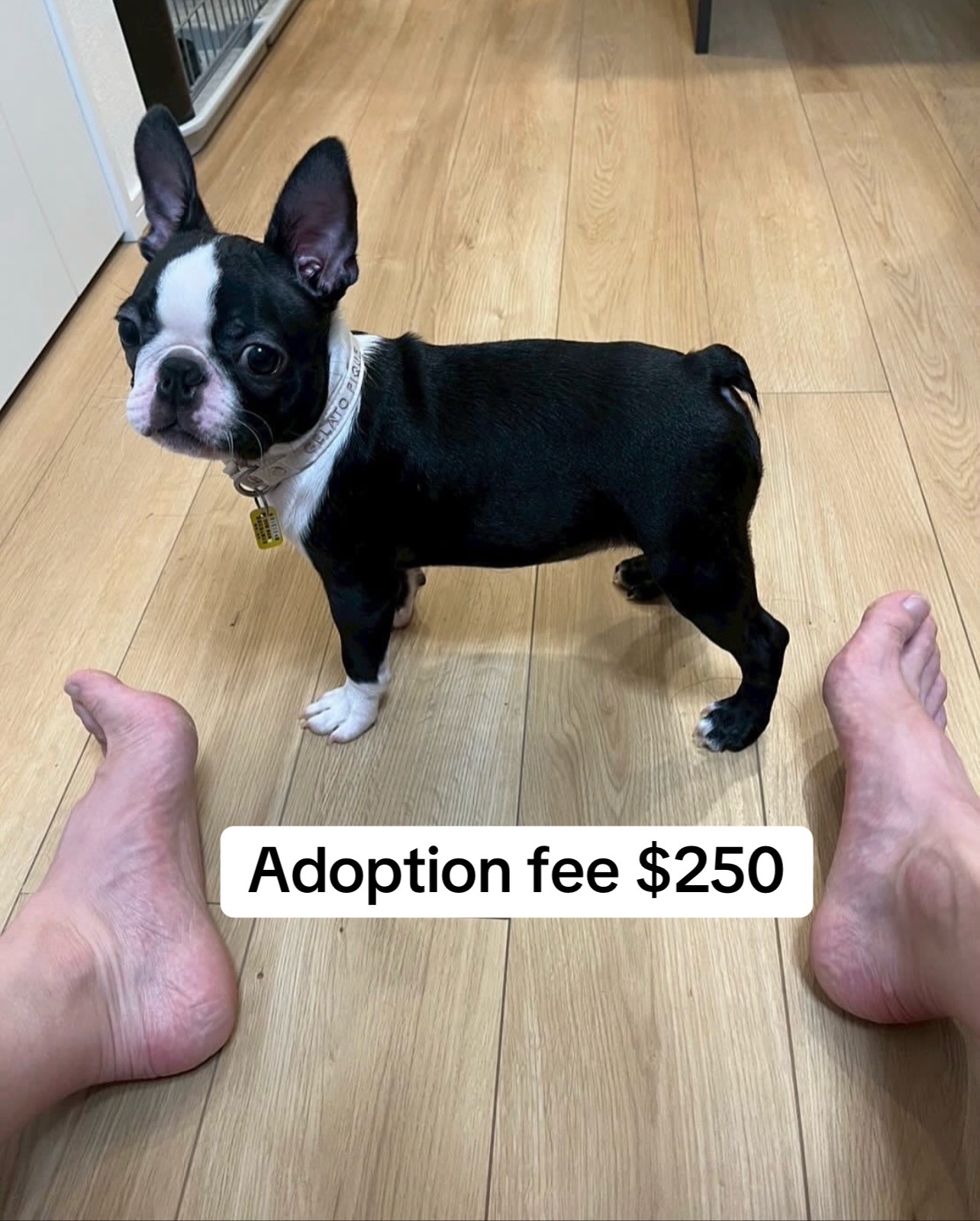@Boston terriers puppies