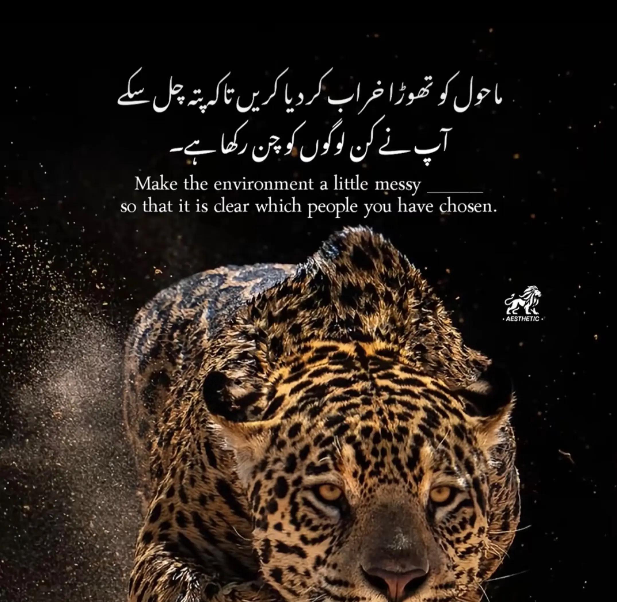 @_✨میاں ثاقب شفیق✨_