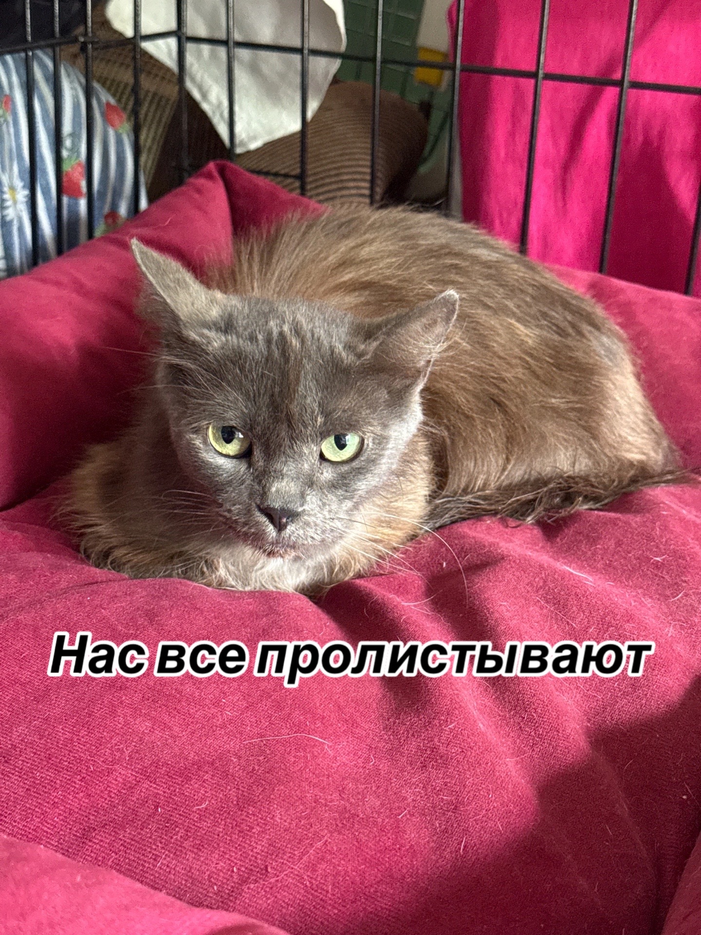 @Приют Потеряшка