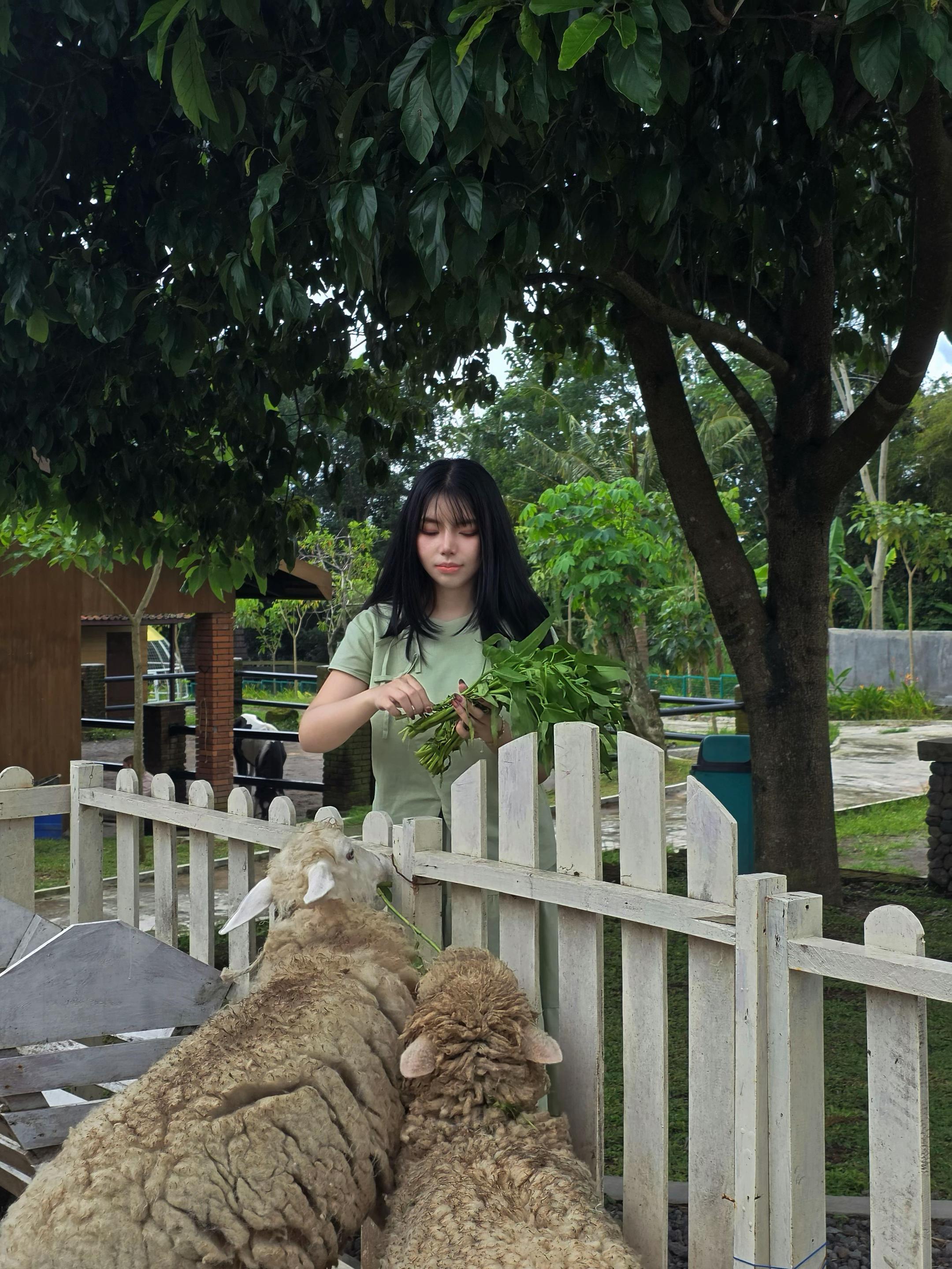 @zontoll