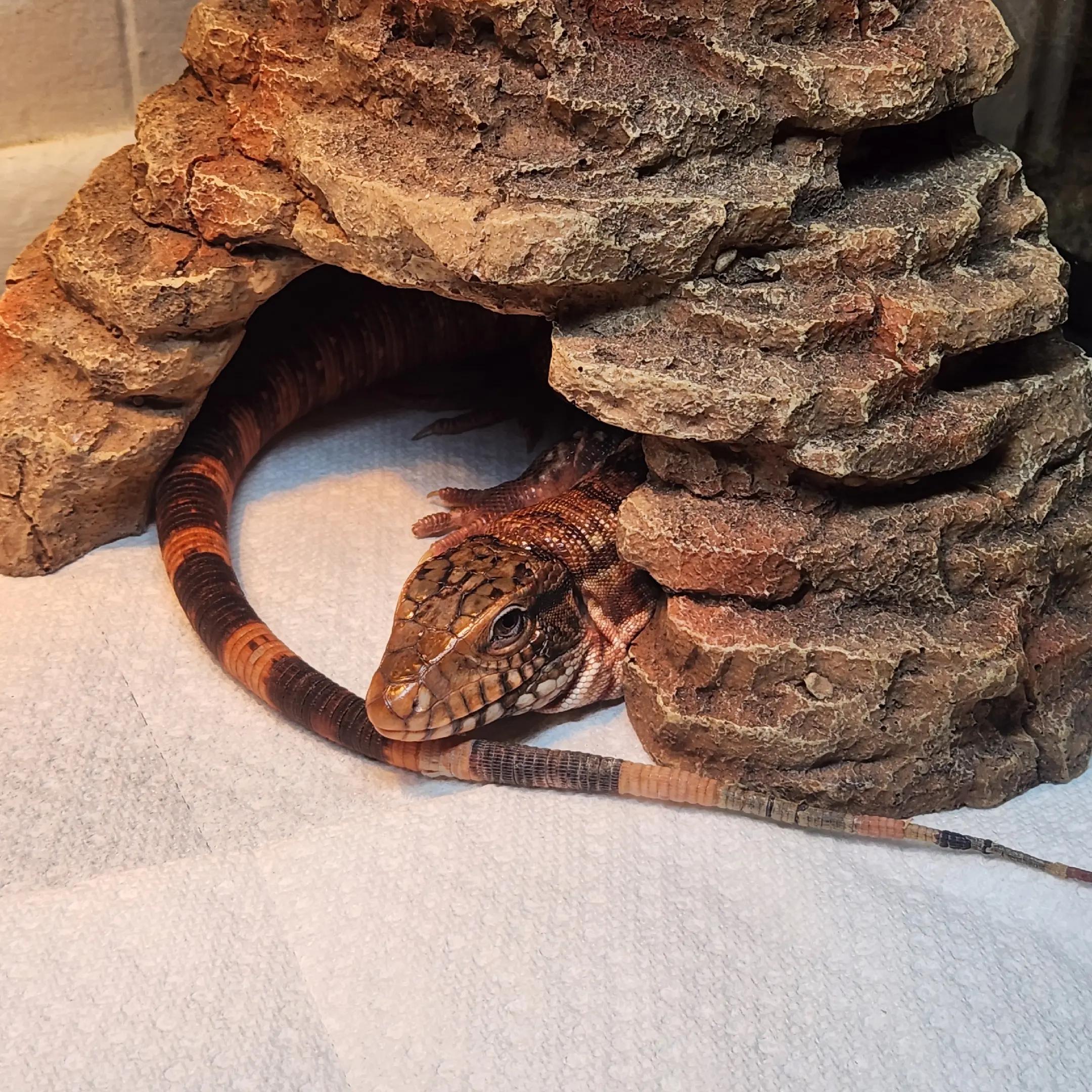 @Ballard’s Reptiles