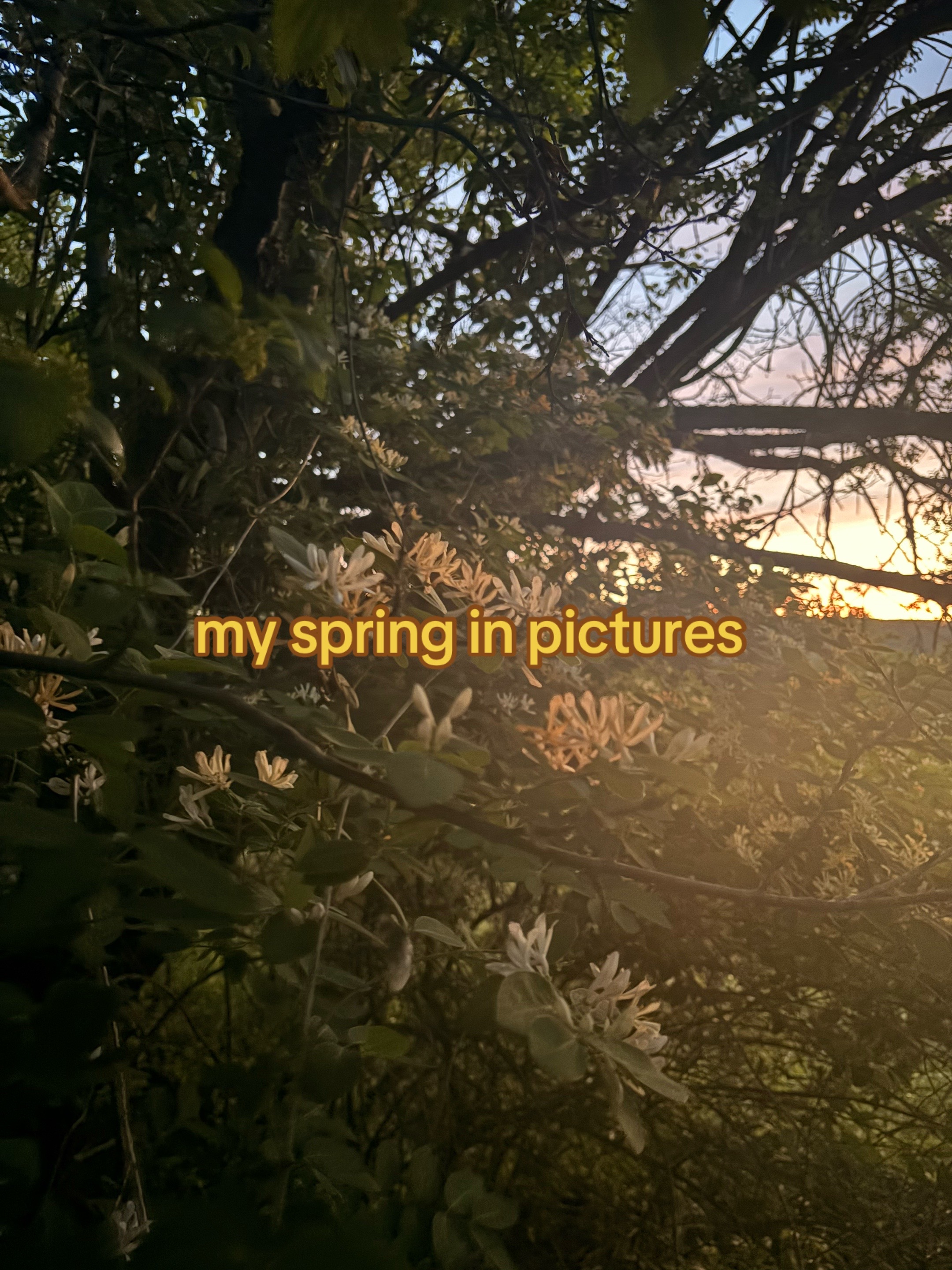 @Art Marigold