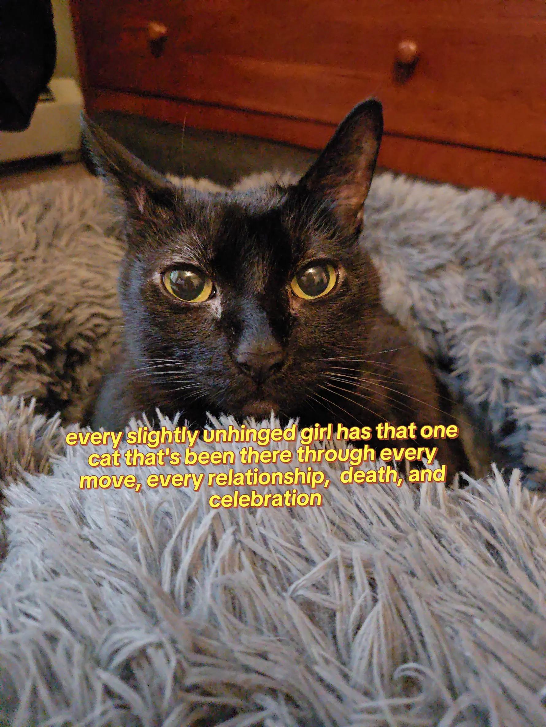 @AJ🐈