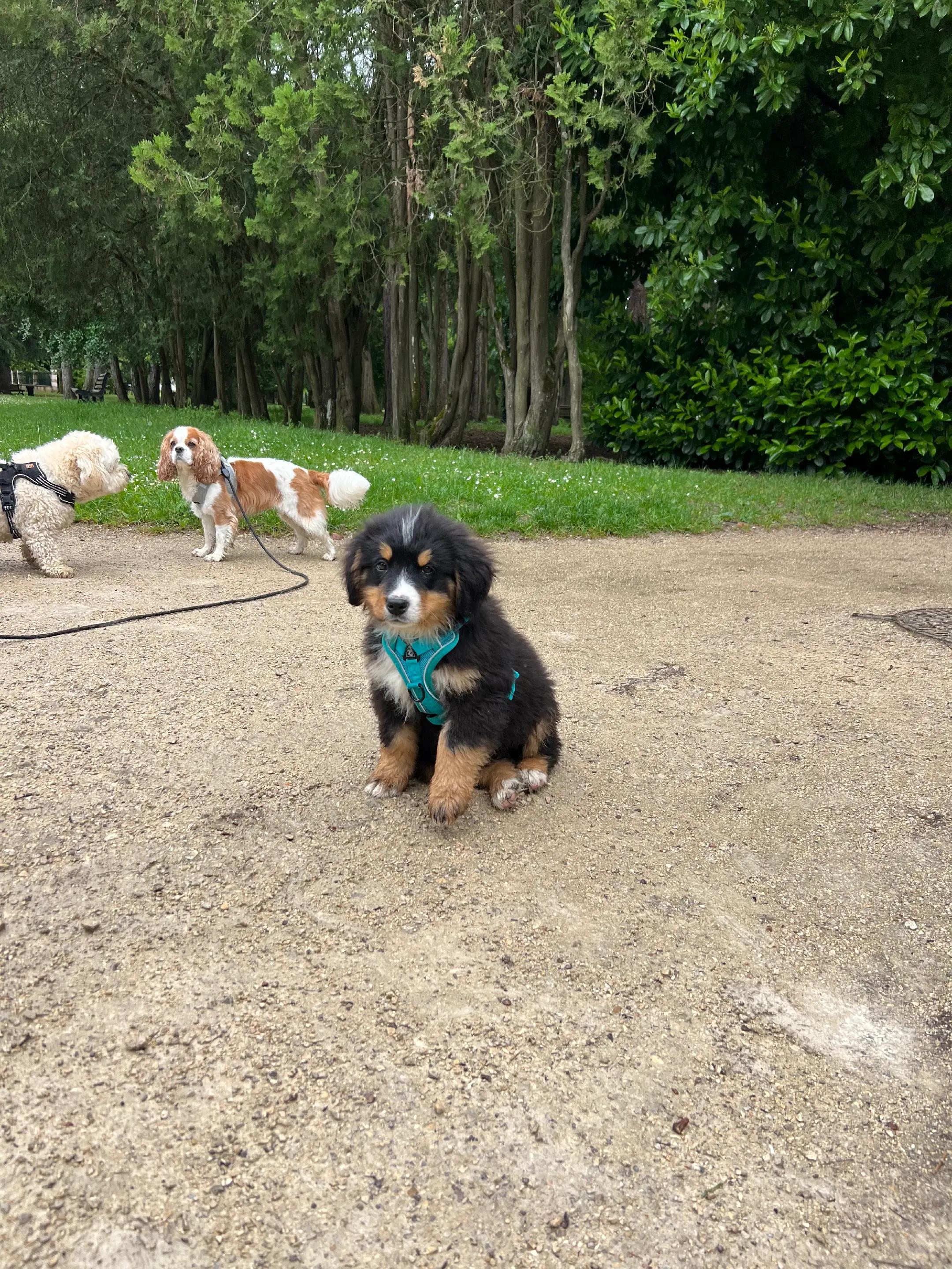 @La petite Lily et ses copains