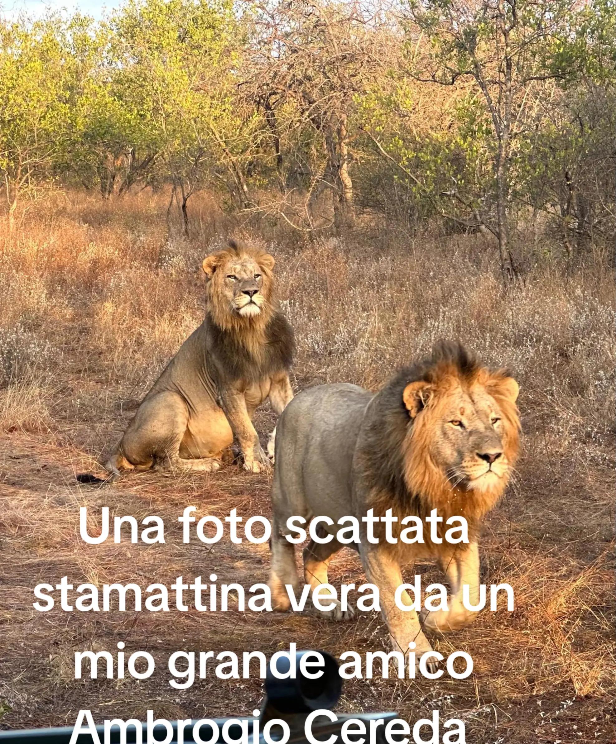 @antoniocasaroricc