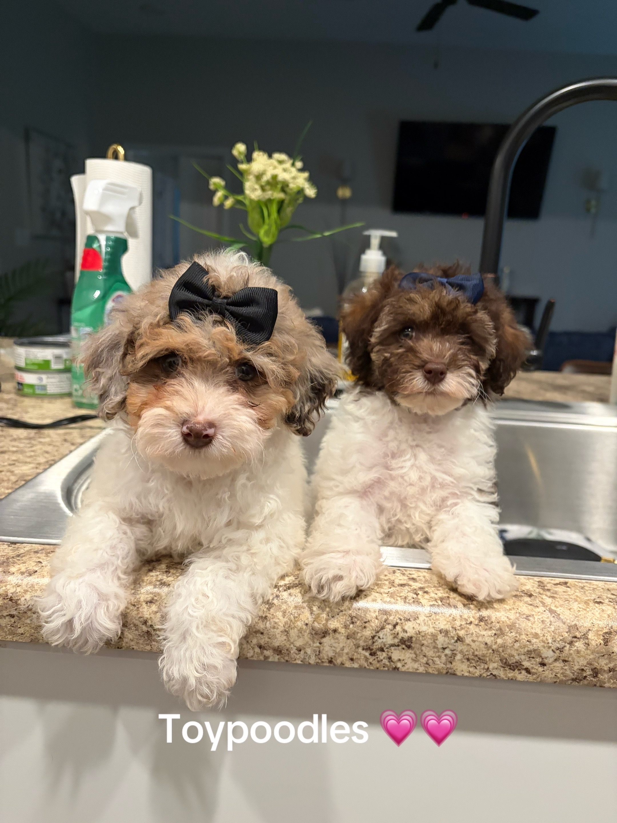 @Shortcake_kennel_2