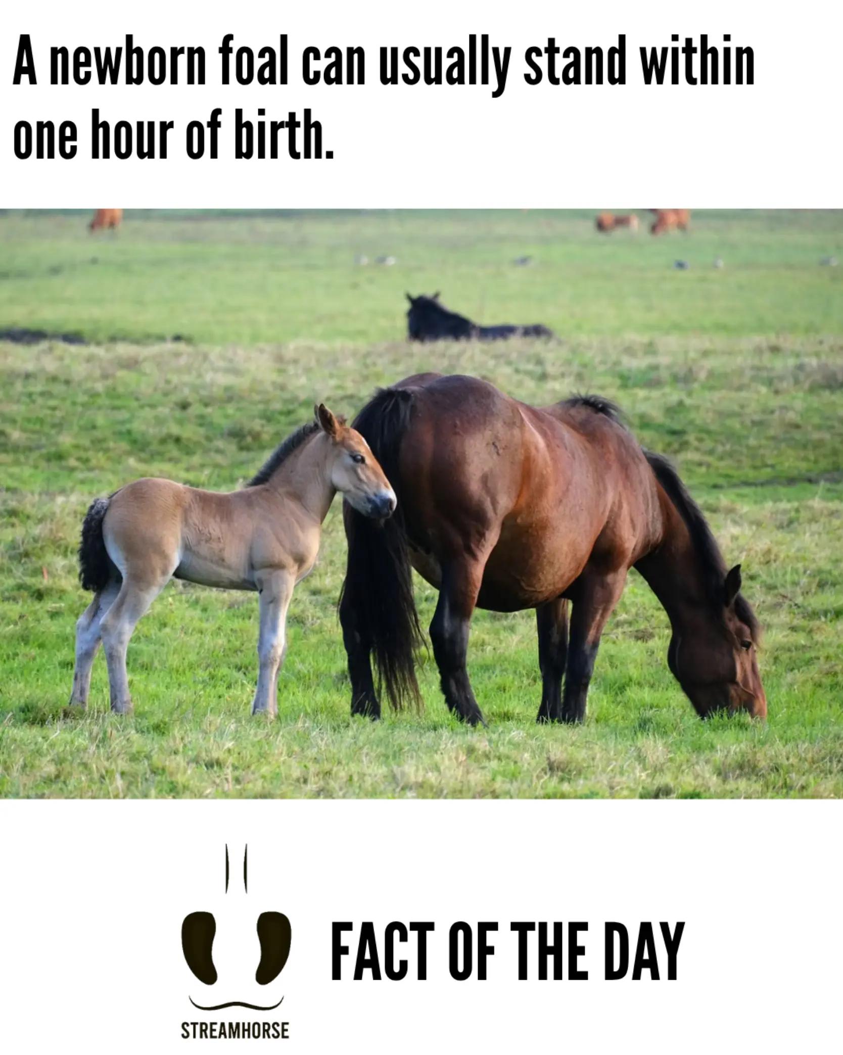 @streamhorse