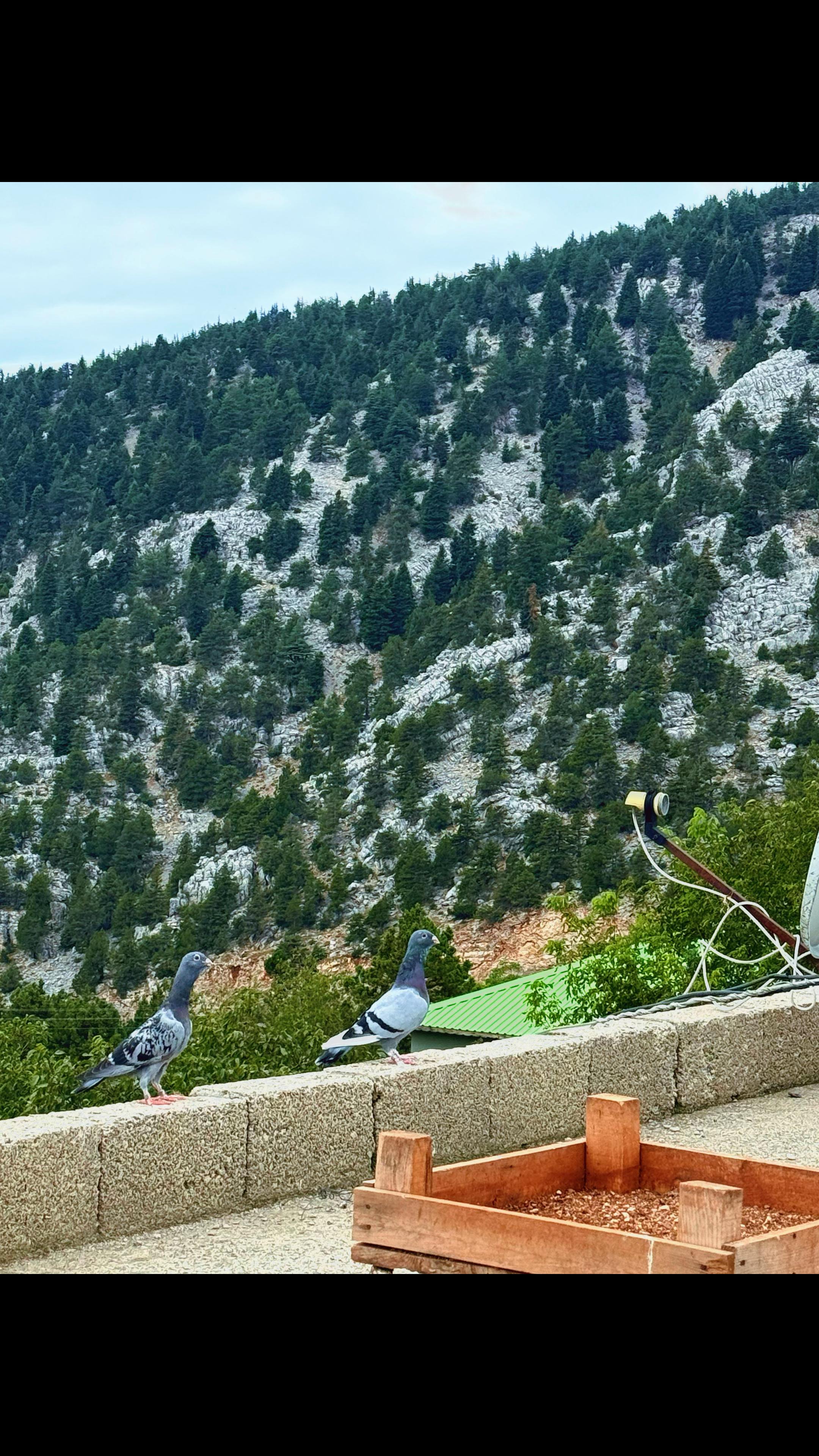 @Mustafa Oğlakçı