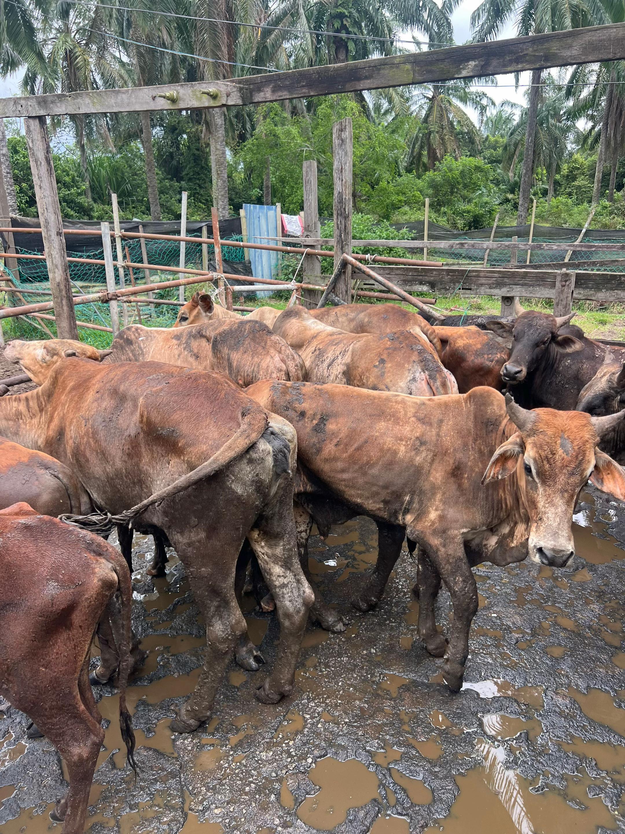 @Haziq farm