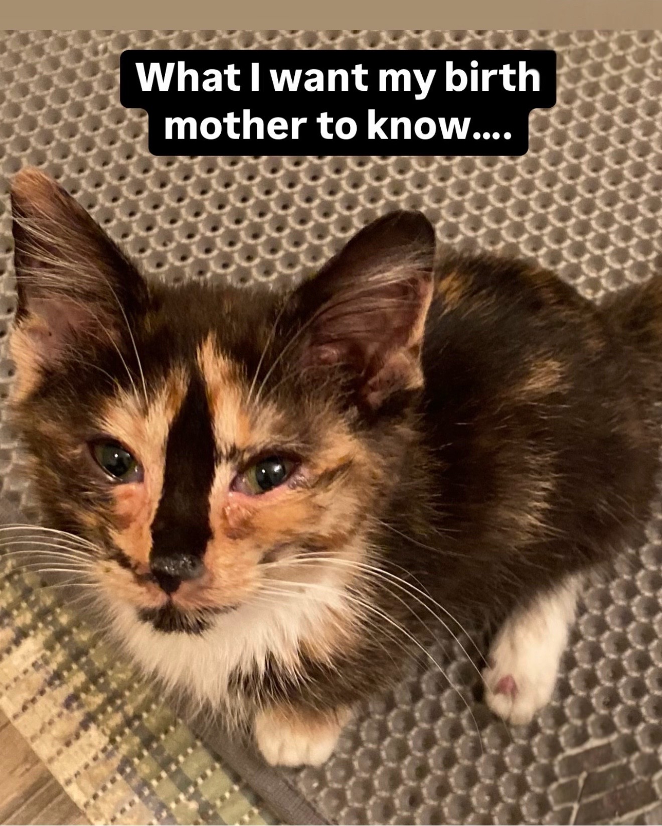 @SnickersTheSmilingCat