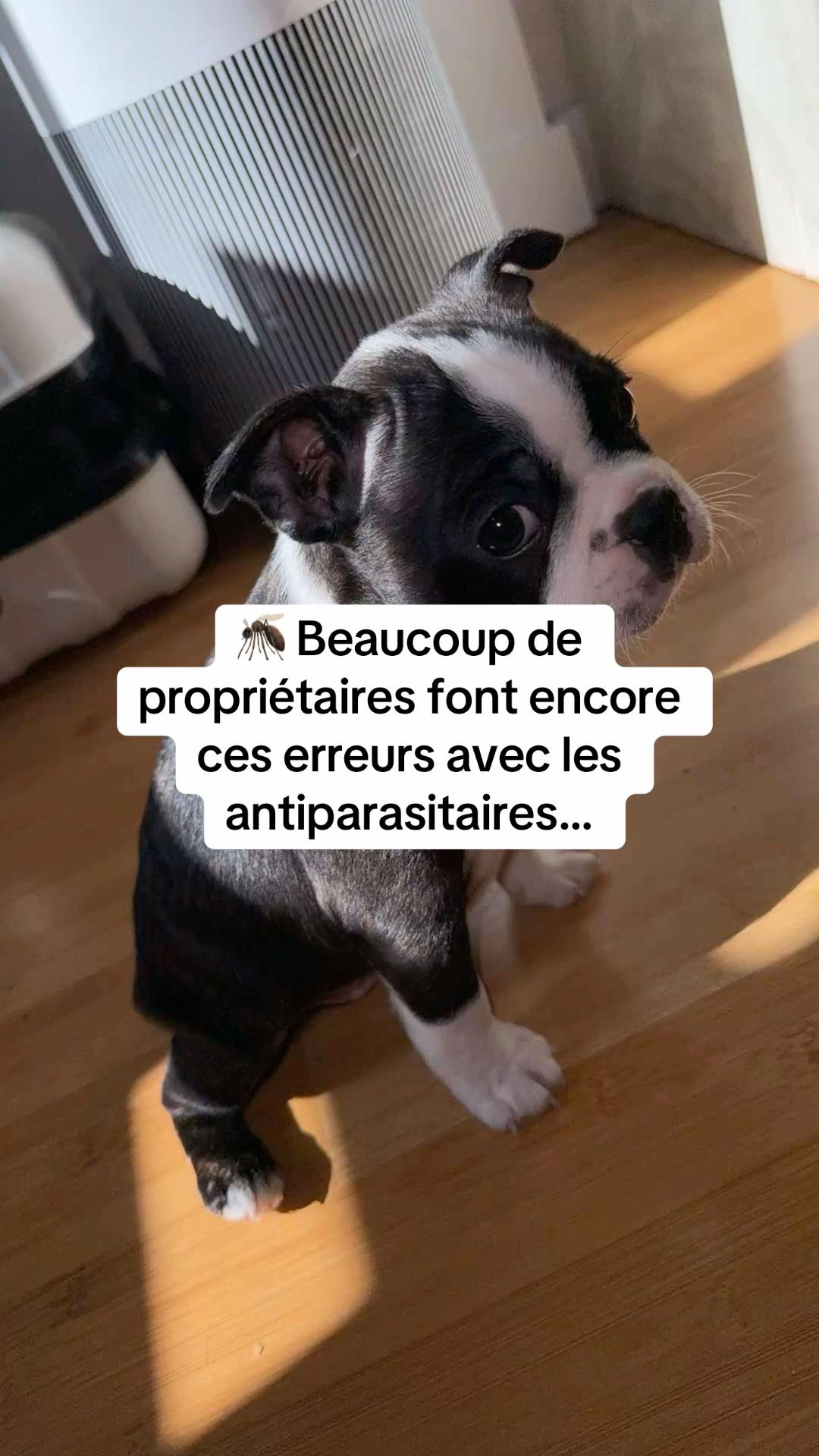 @Sunny Le Frenchie 🐾🌞